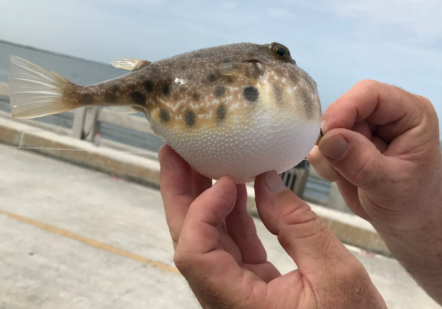 Southern puffer