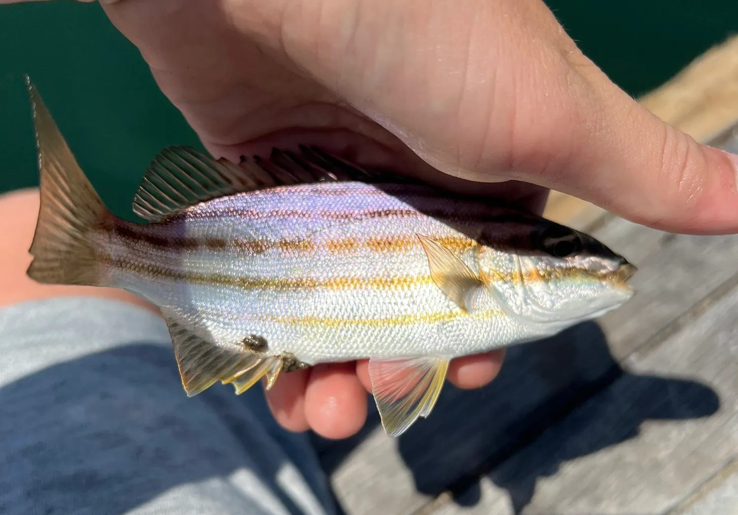 Eastern striped grunter