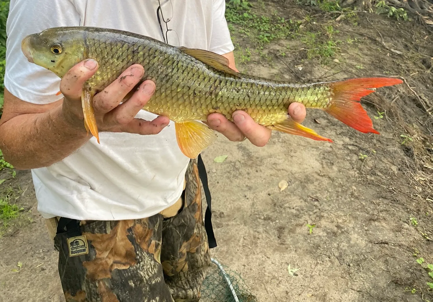 Shorthead redhorse