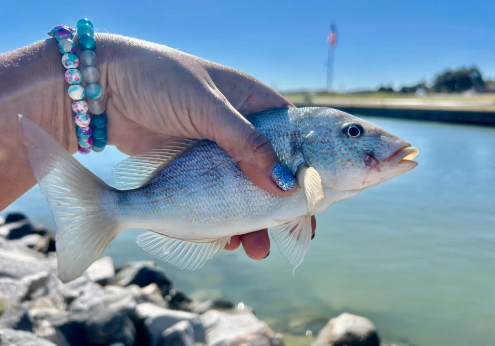 Pigfish