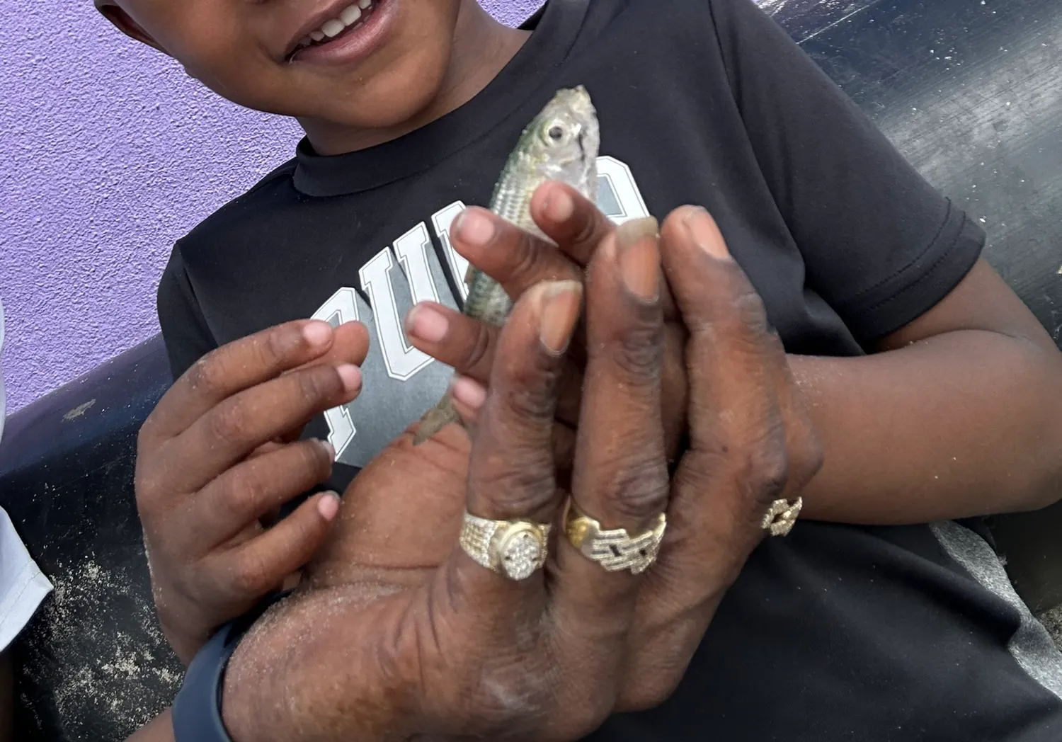 Greenback horse mackerel