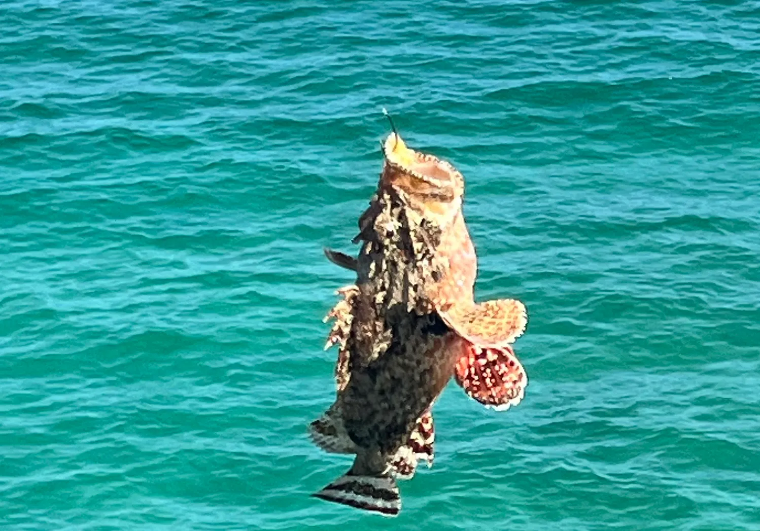 Black scorpionfish