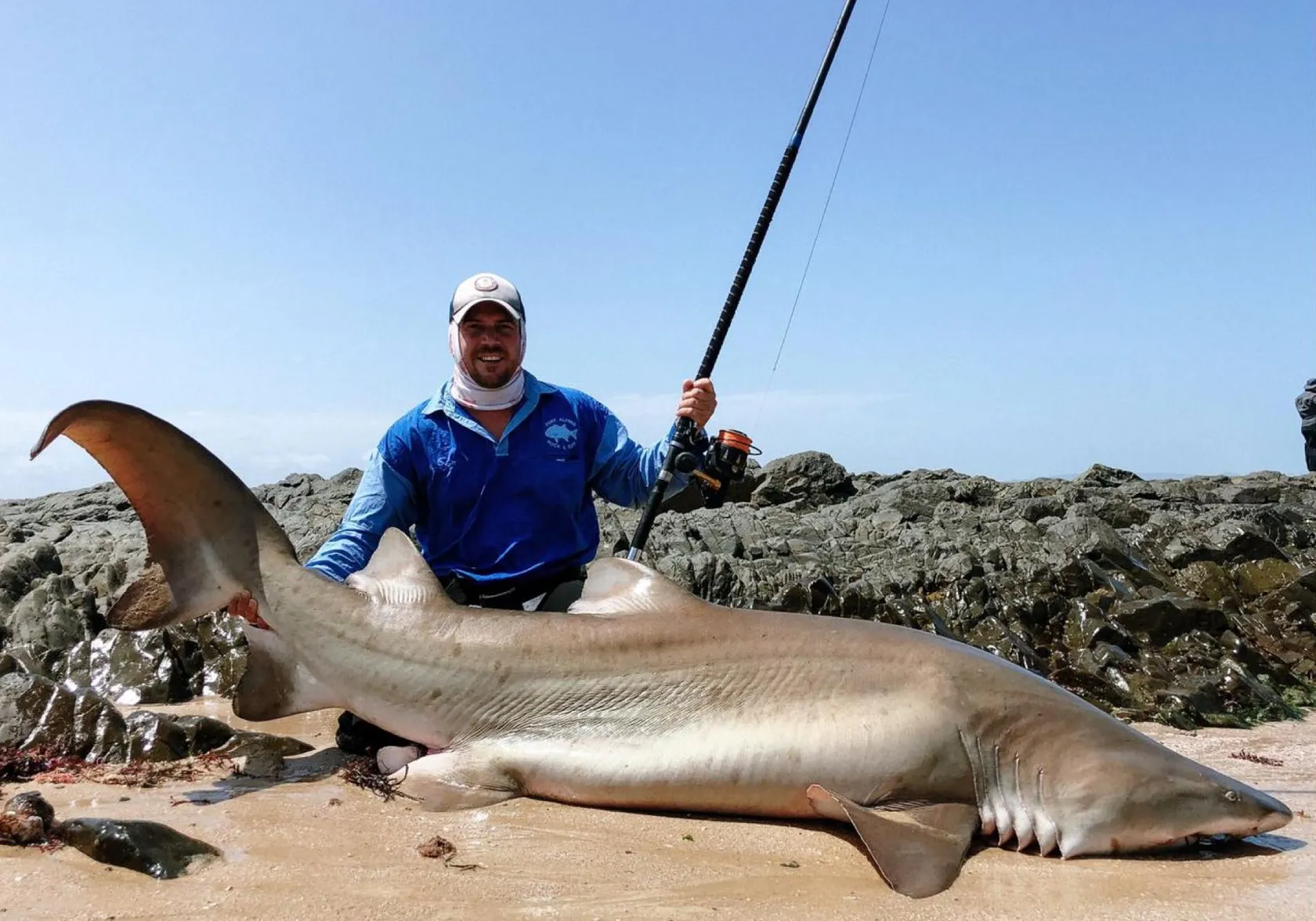 Sand tiger shark