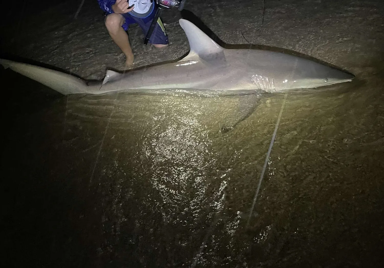 Silky shark