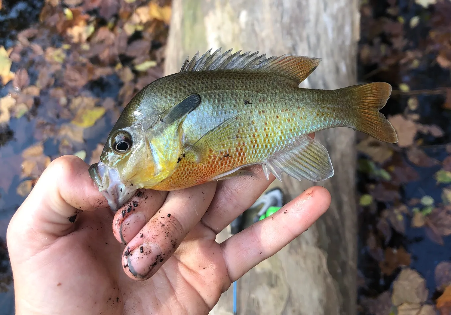 Pumpkinseed x redbreast sunfish