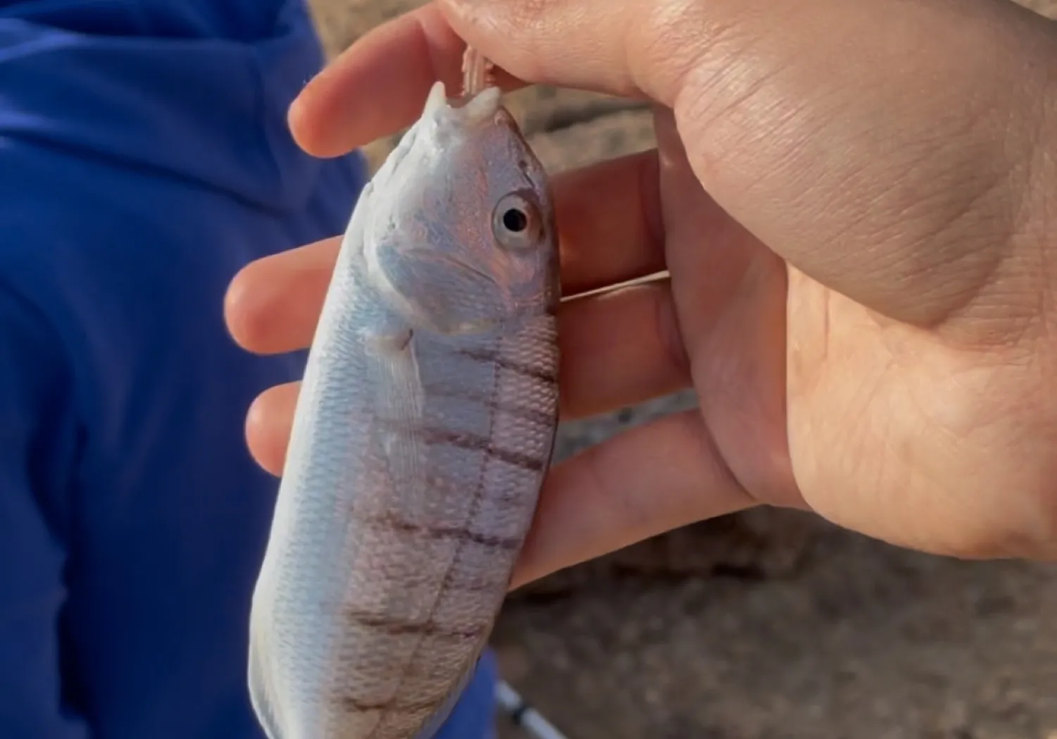 Striped seabream