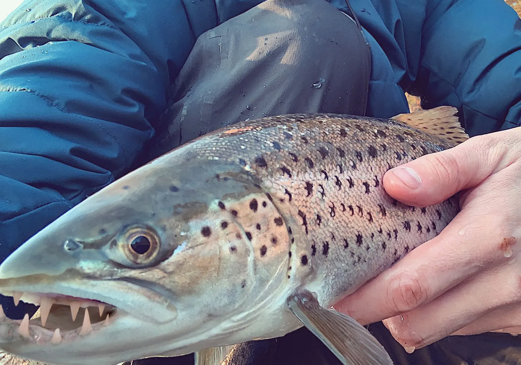 Tiger trout