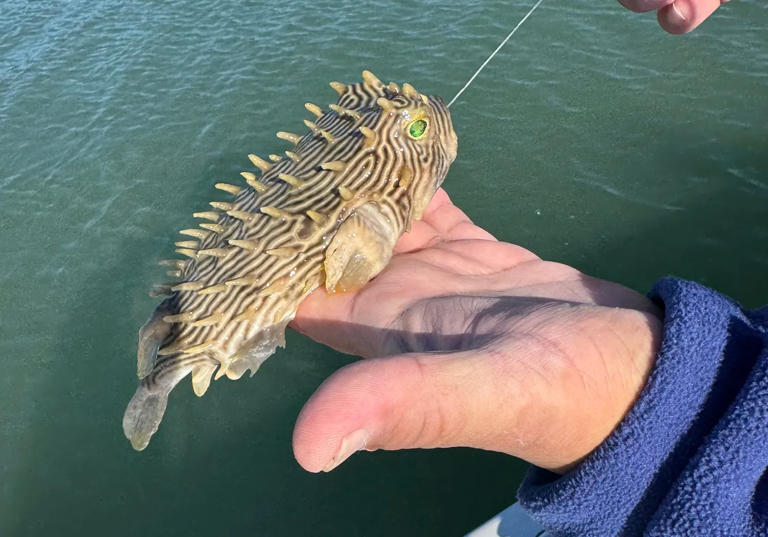 White-spotted puffer