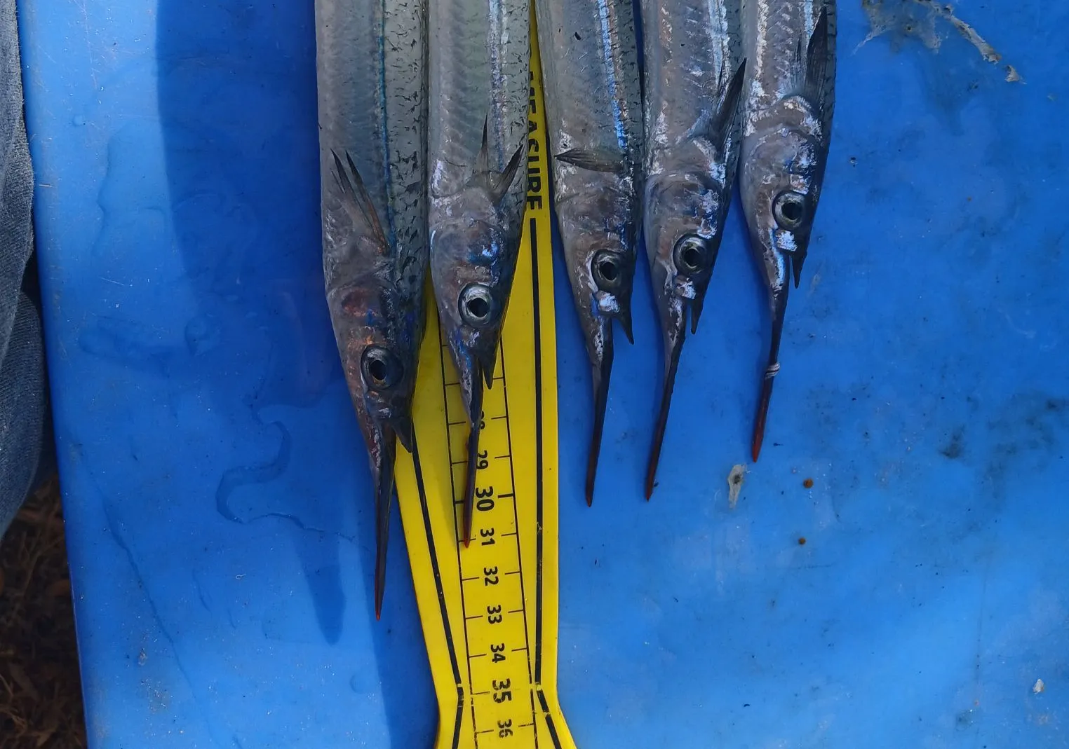 Southern garfish