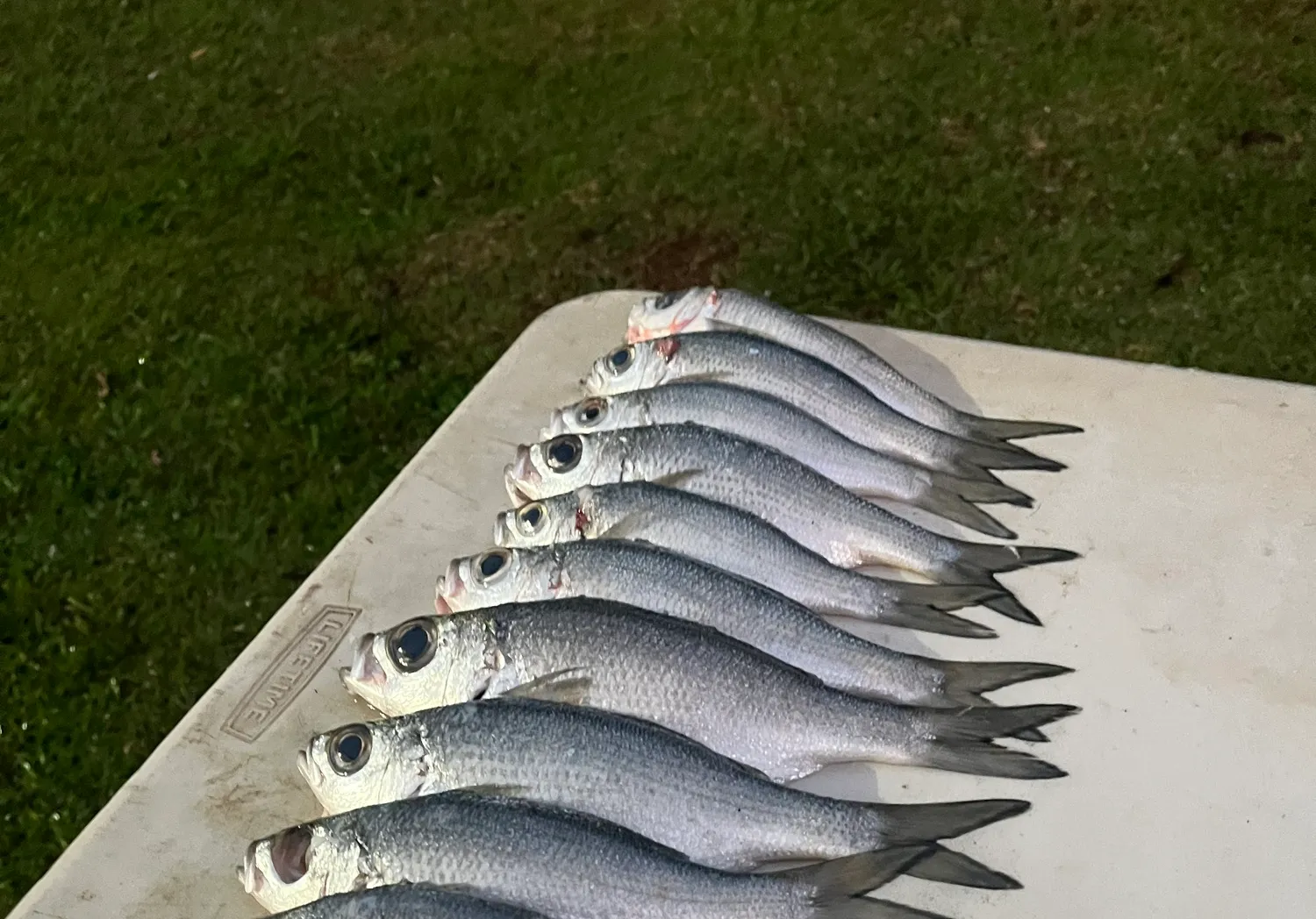 Reticulated flagtail