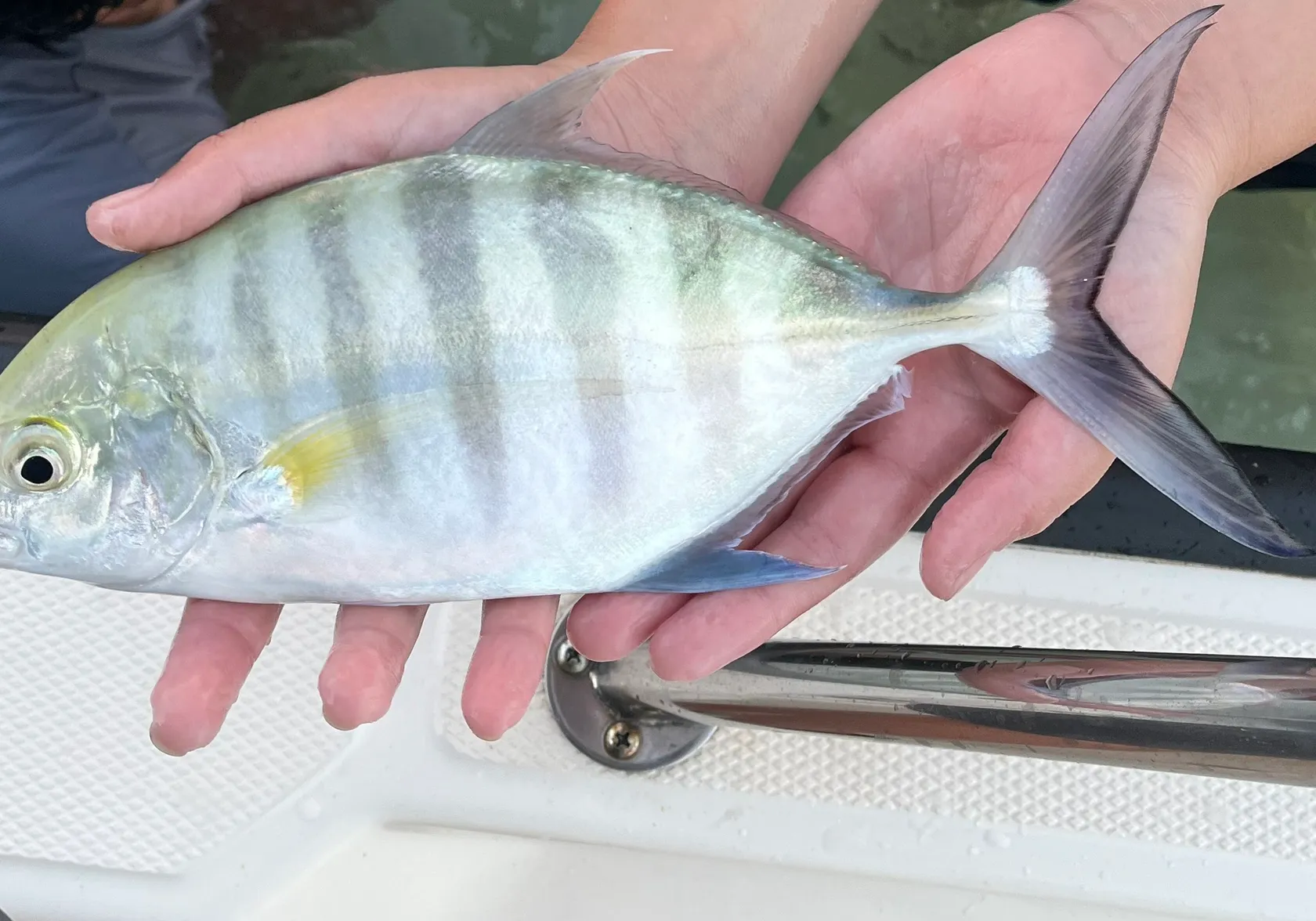 Blue trevally