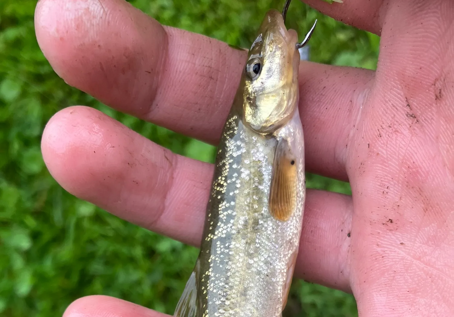 Longnose dace