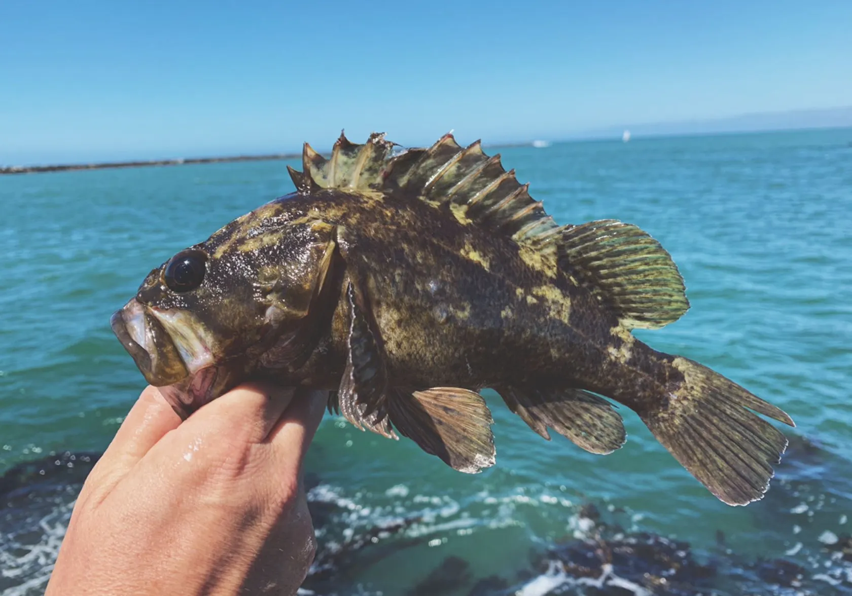 Grass rockfish