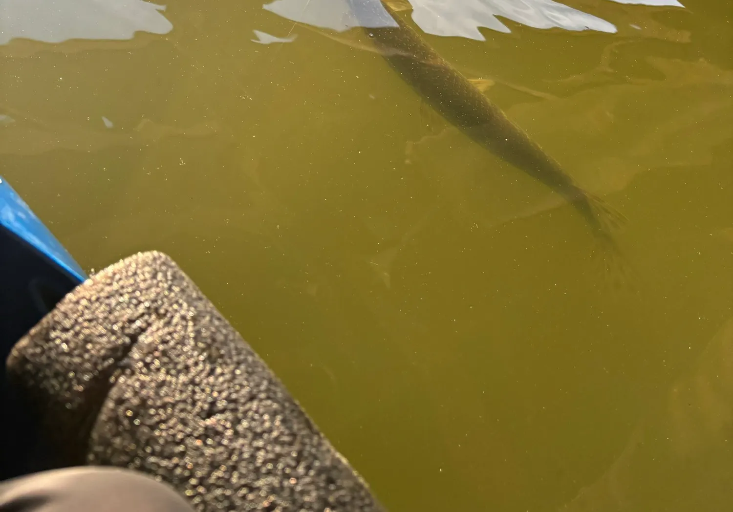 Shortnose gar