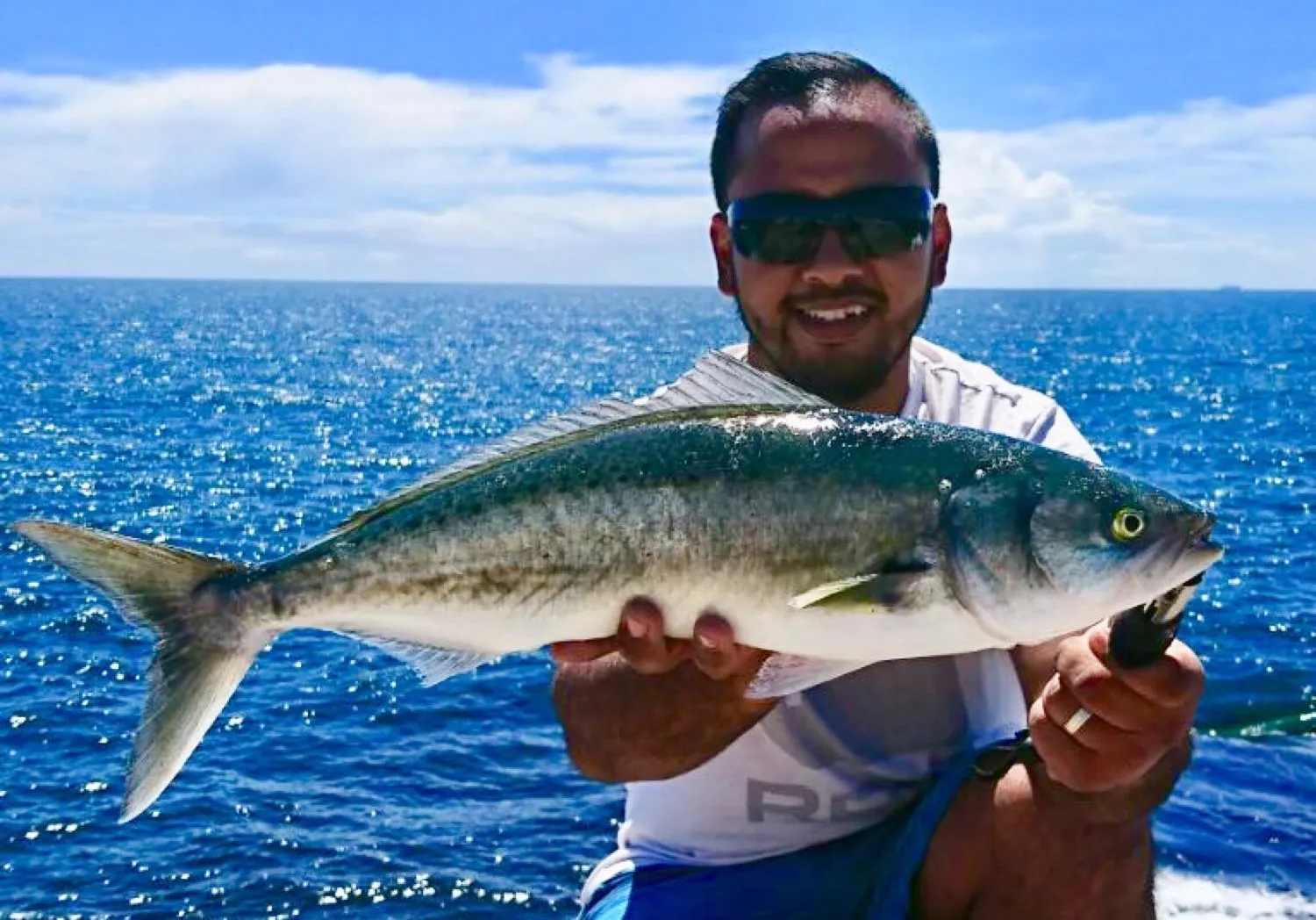 Australian salmon