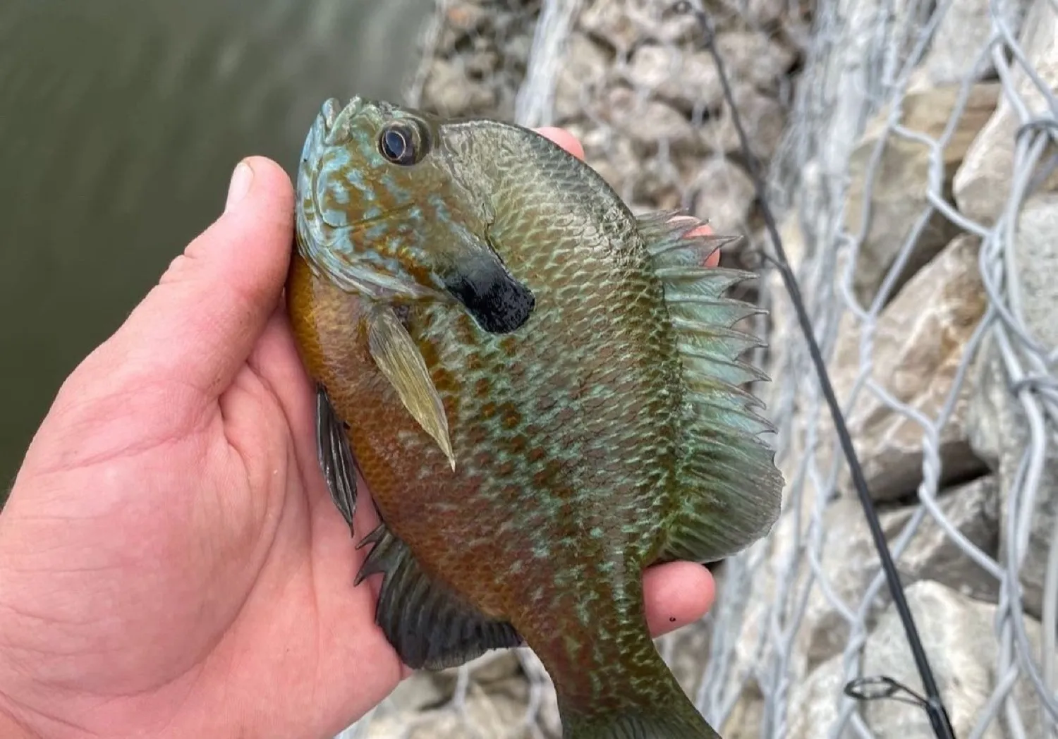 Bluegill x longear sunfish