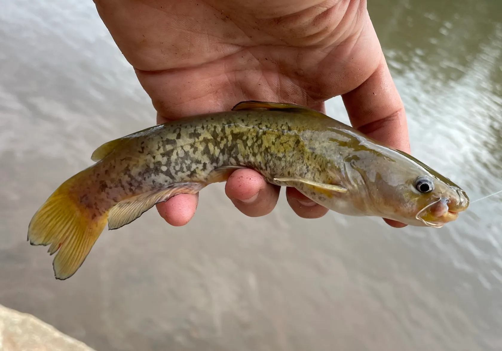 Flat bullhead