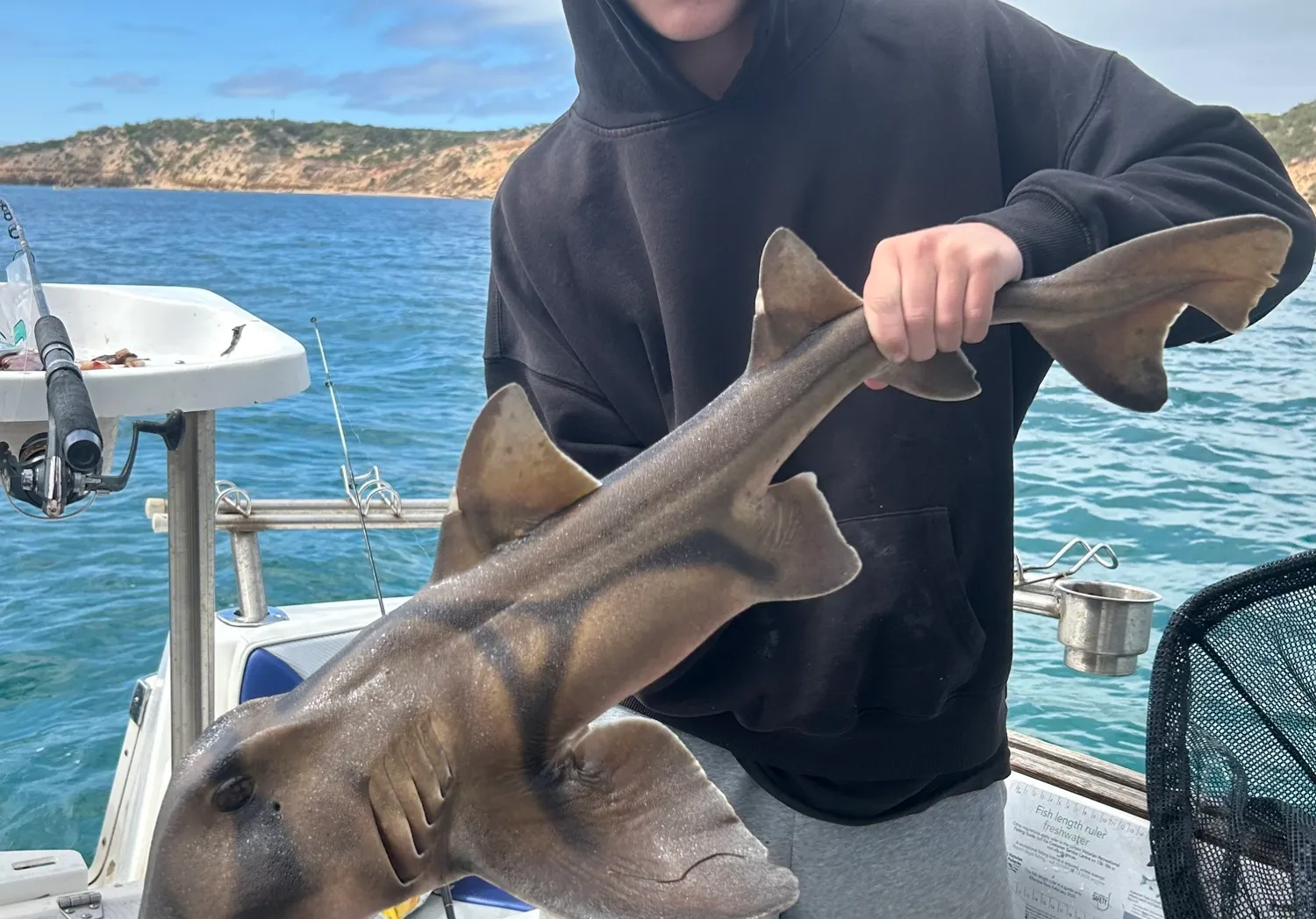 Port Jackson shark