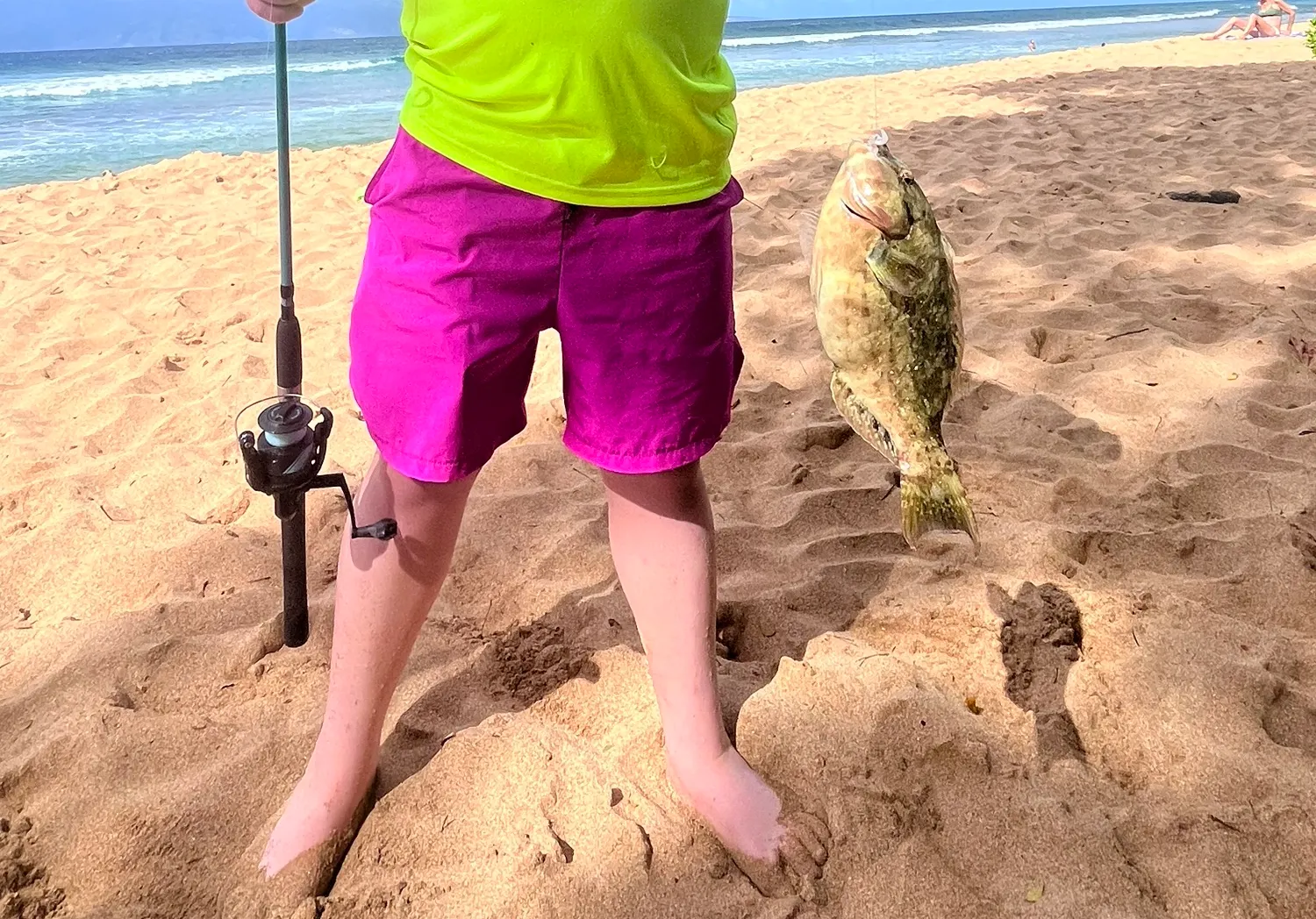 Redfin parrotfish