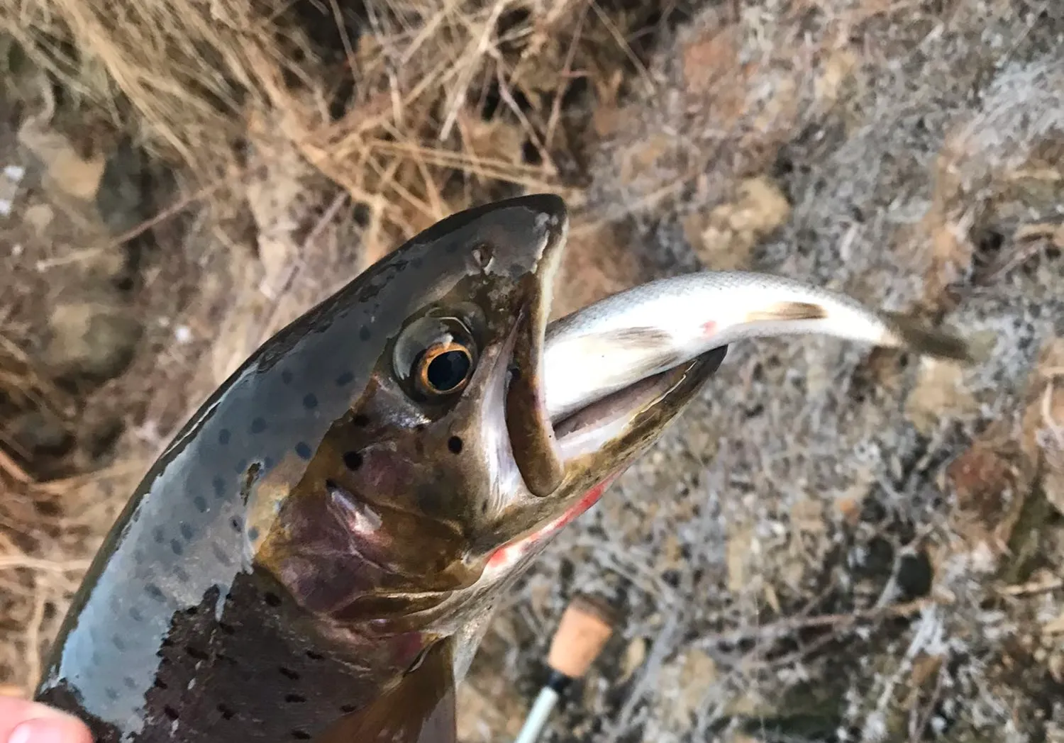 Bear lake cutthroat trout