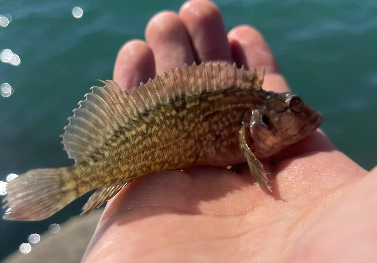 Hairy blenny