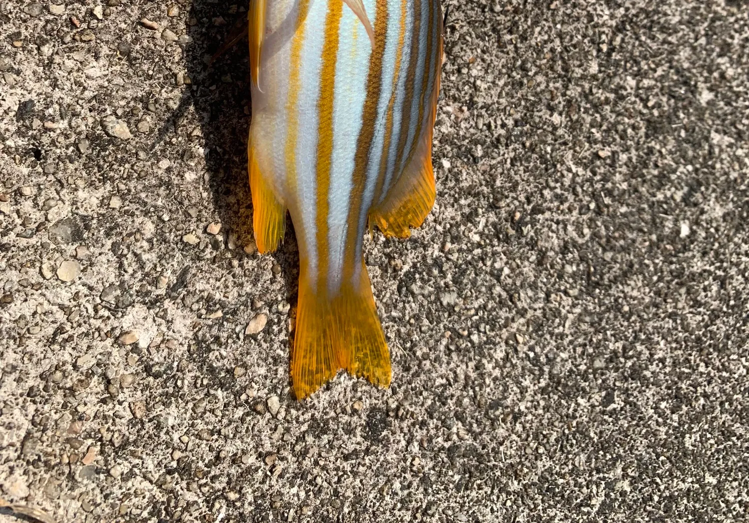 Spanish flag snapper