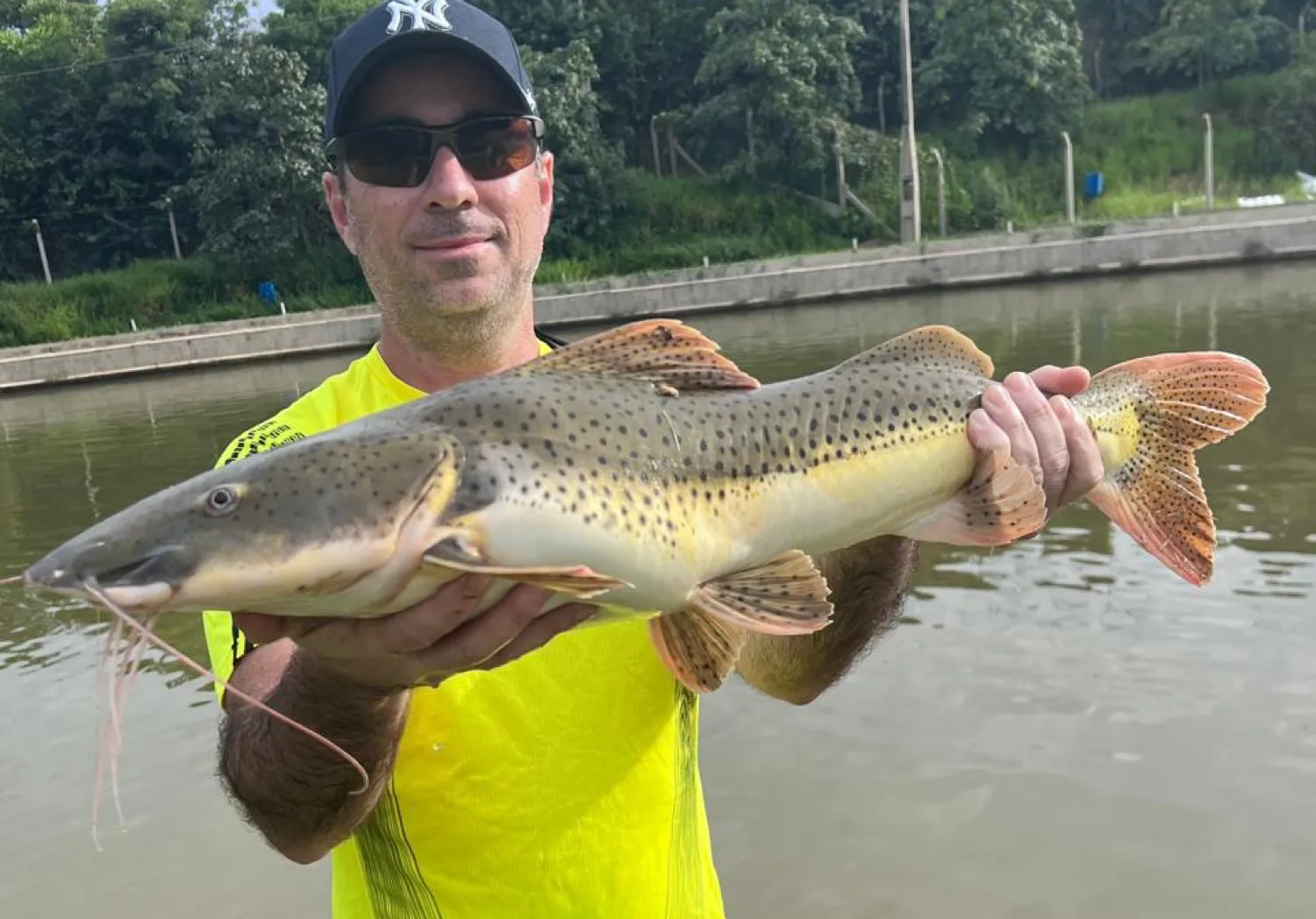 Redtail catfish