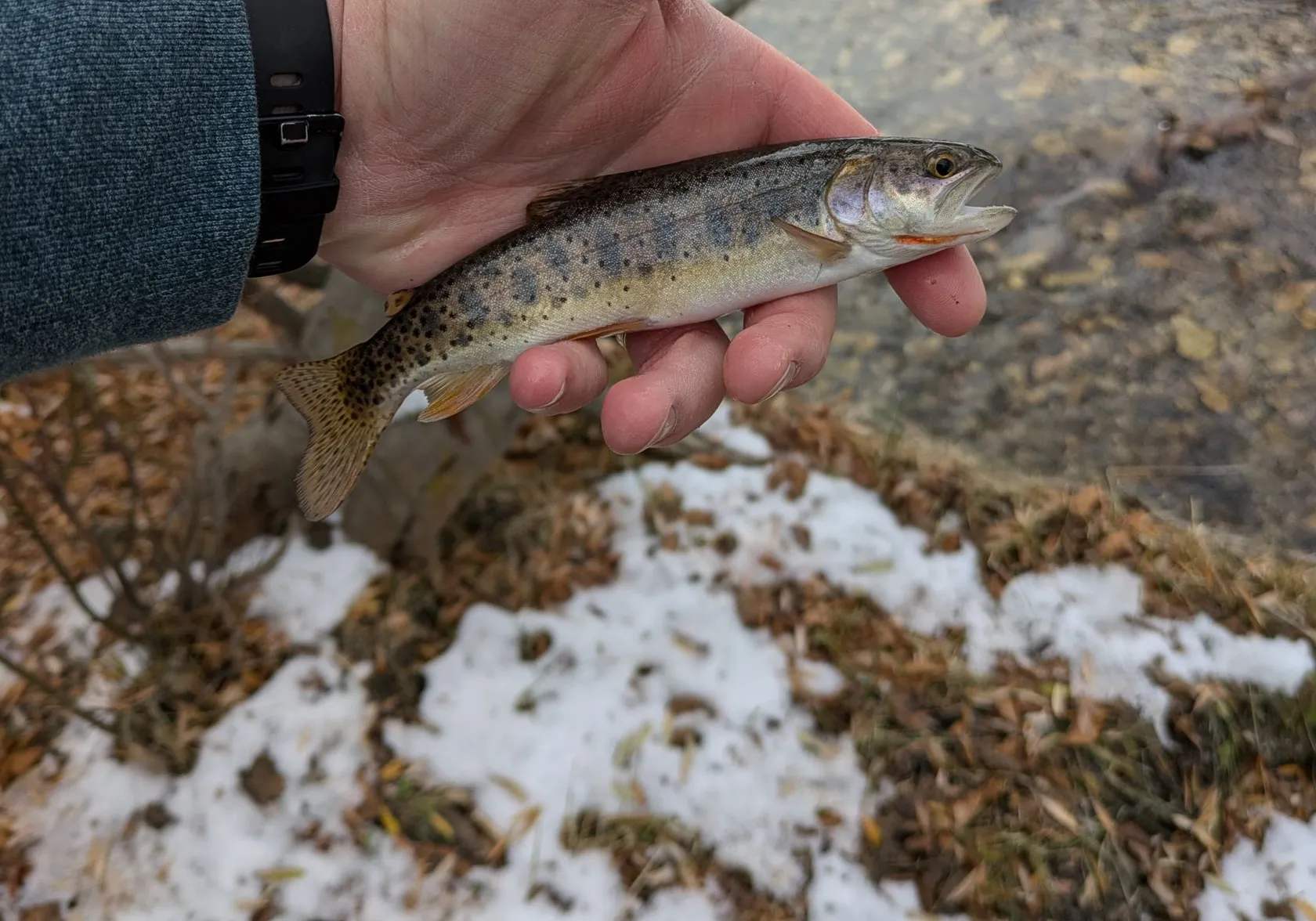 Yellowstone cutthroat trout