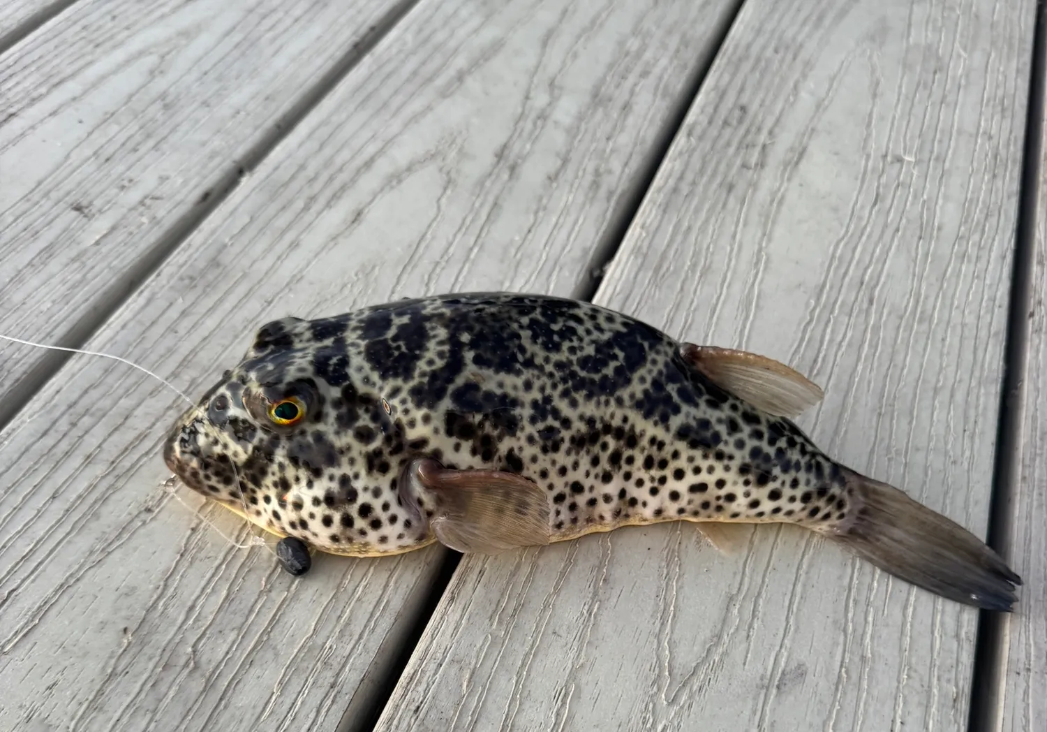 Checkered puffer