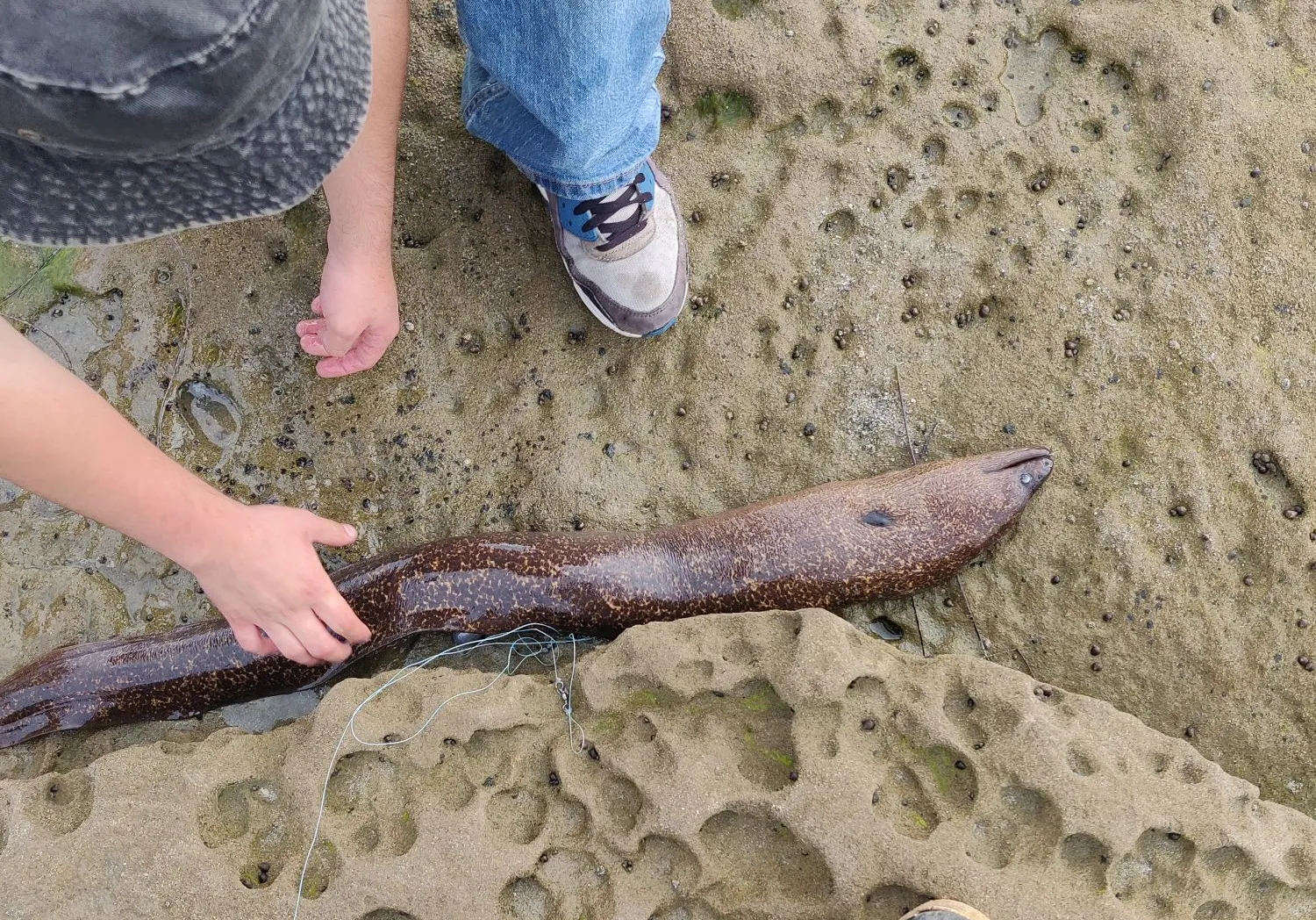 Brown moray