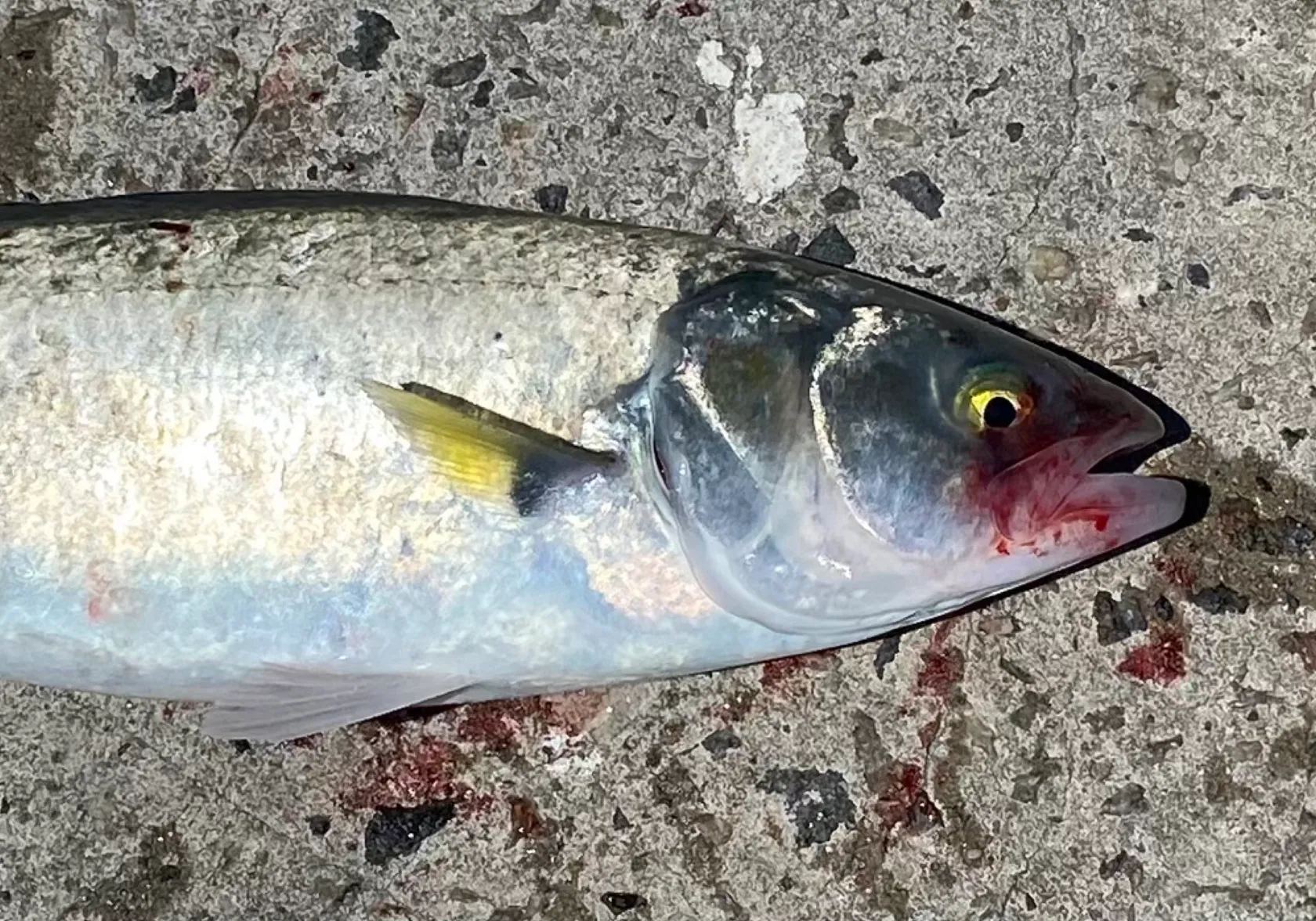 Western Australian salmon