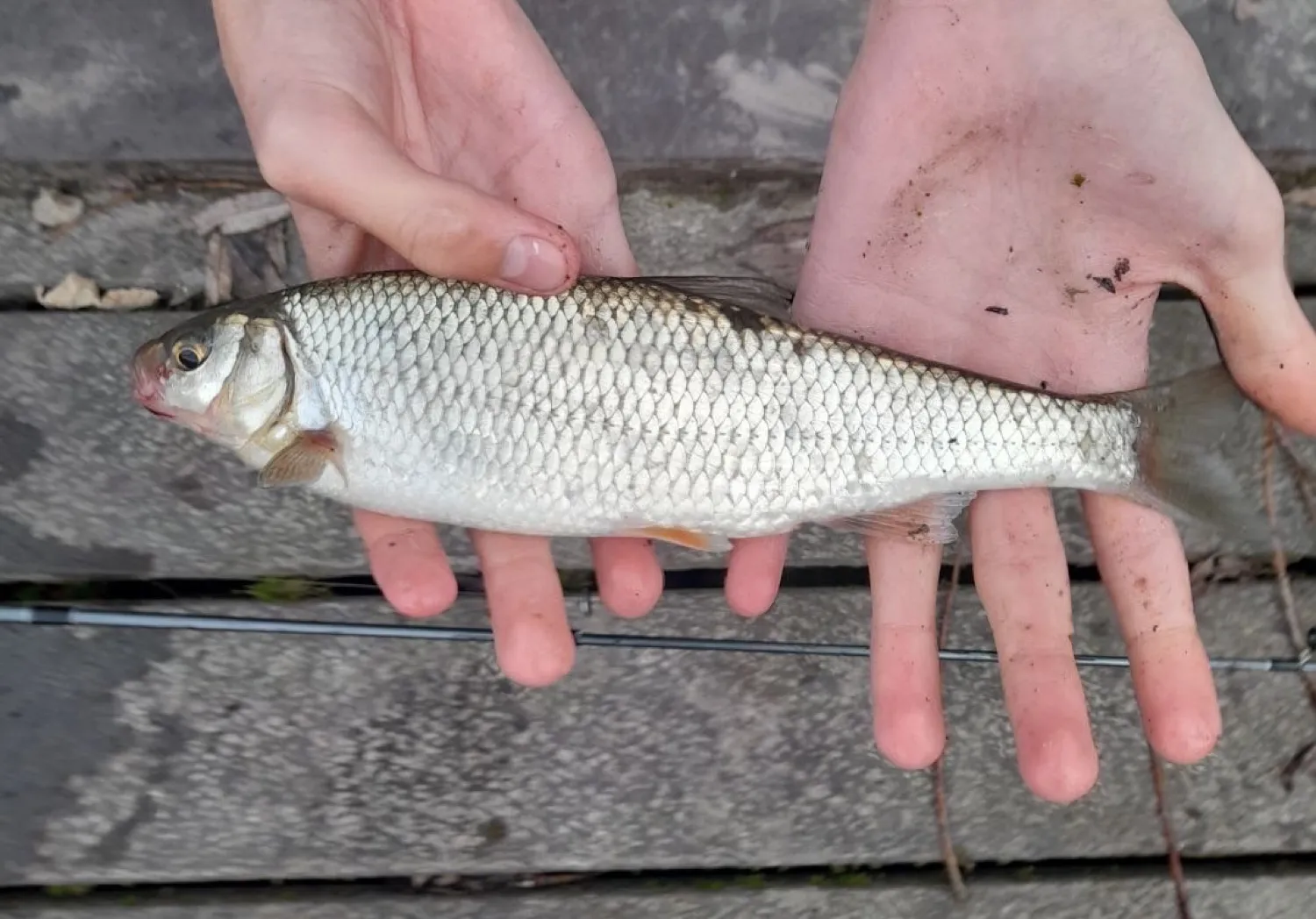 Common dace