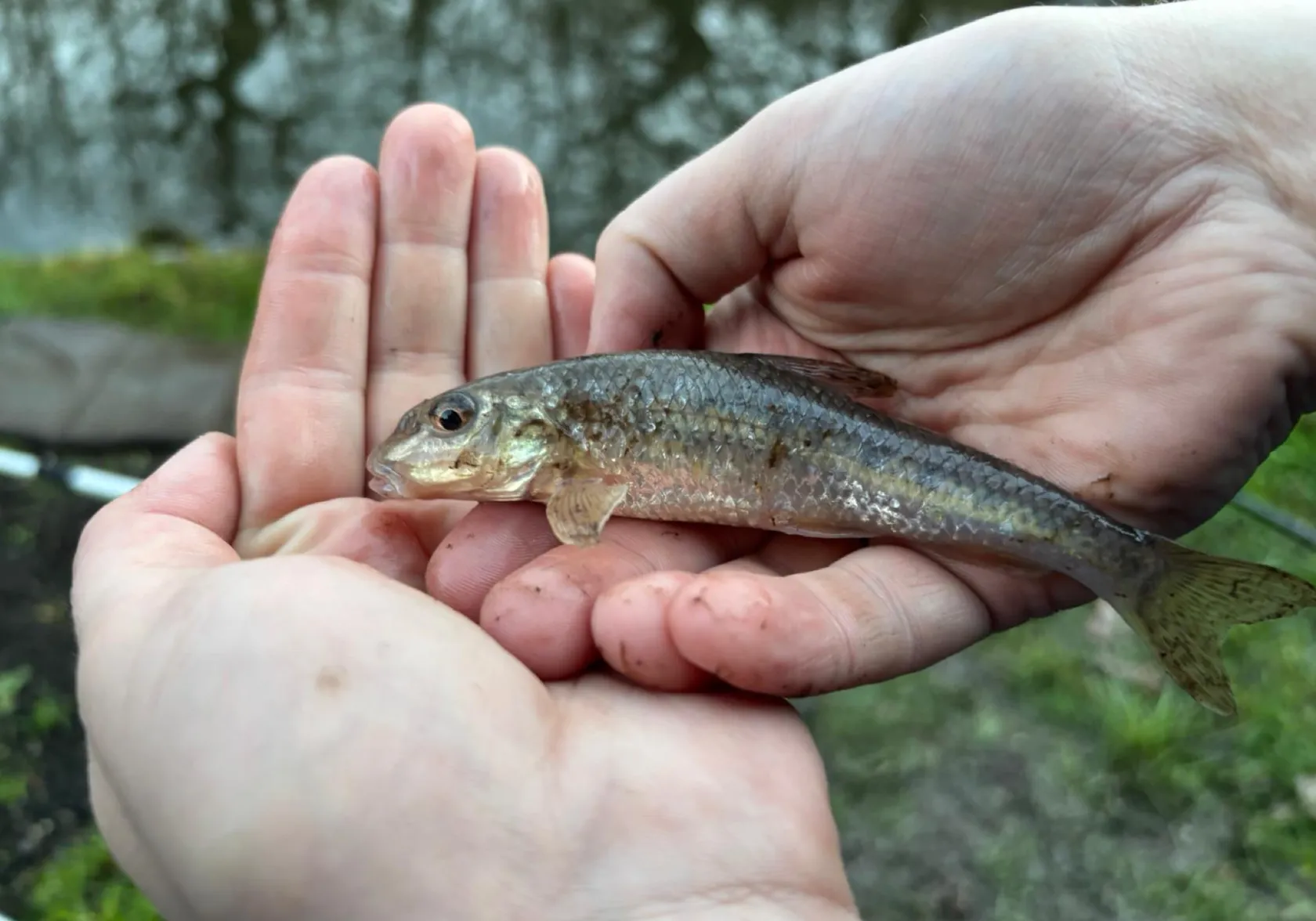 Gudgeon