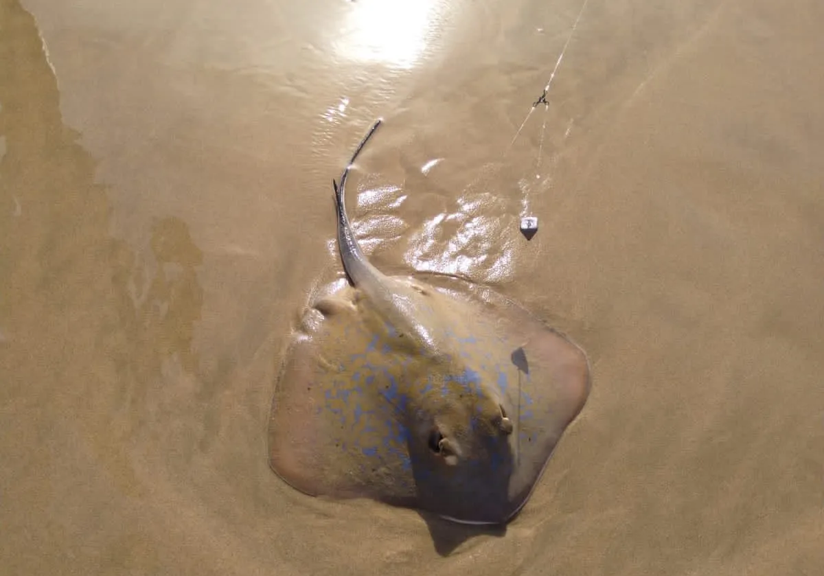 Bluespotted ribbontail ray