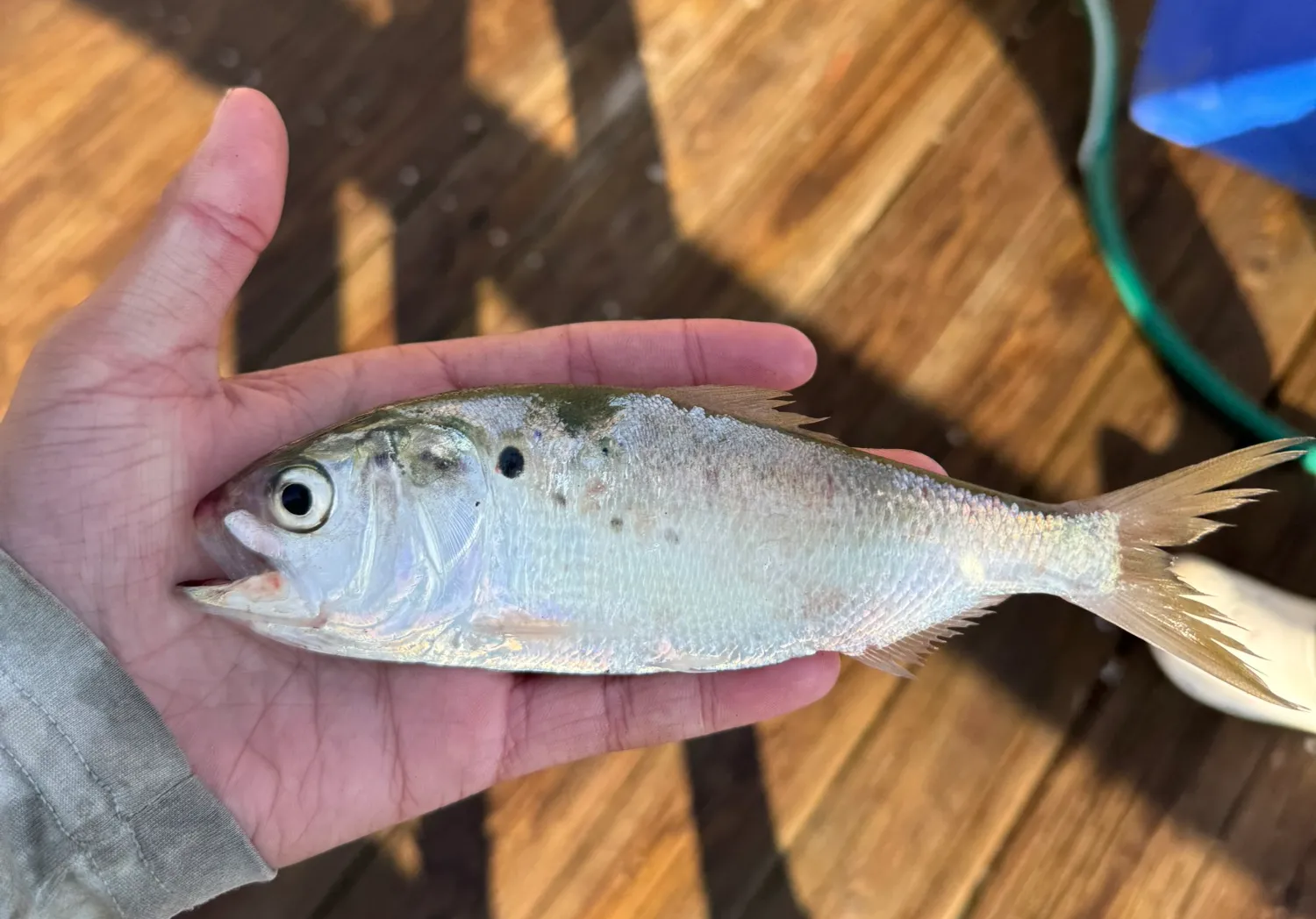 Atlantic menhaden