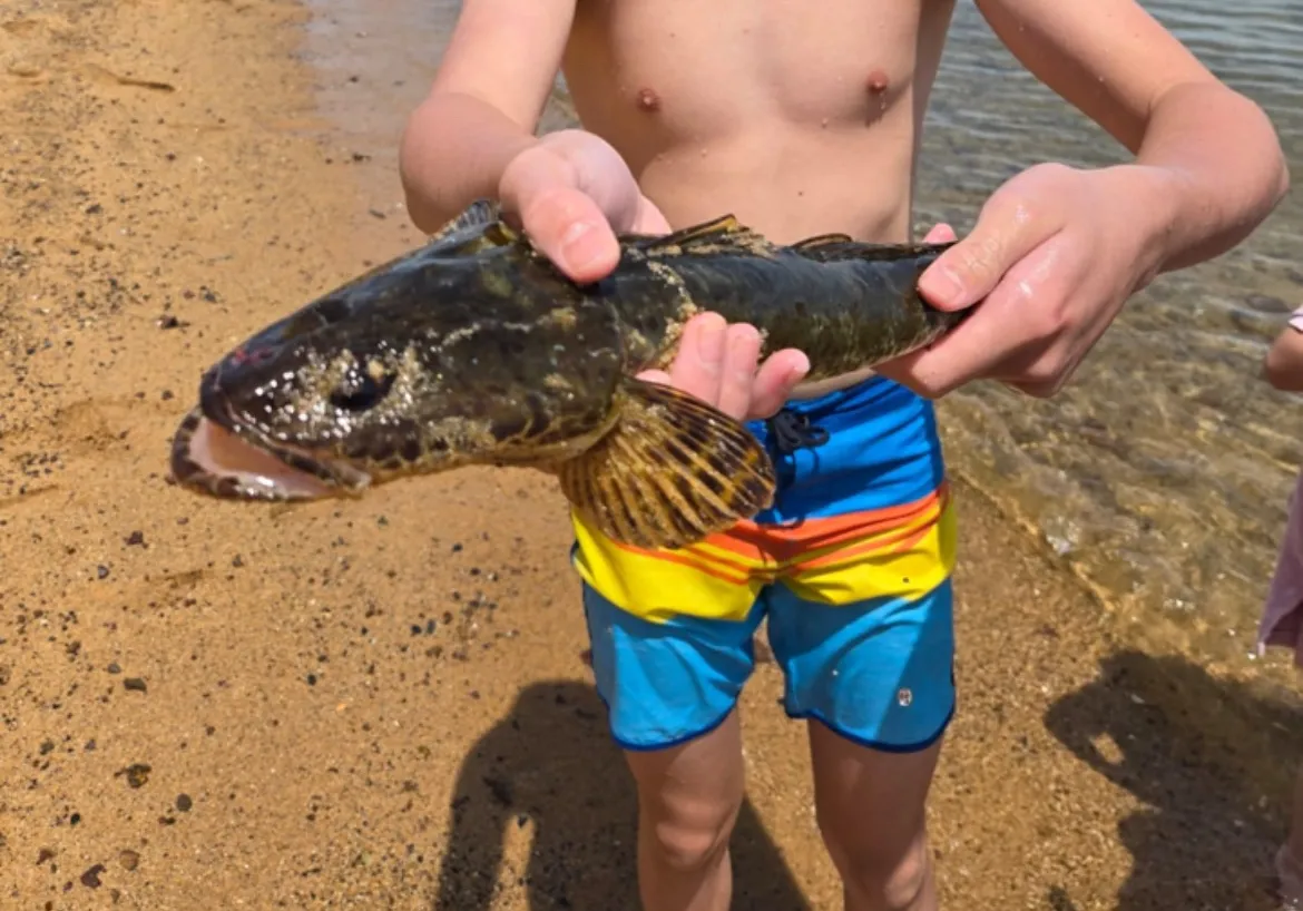 Rock flathead