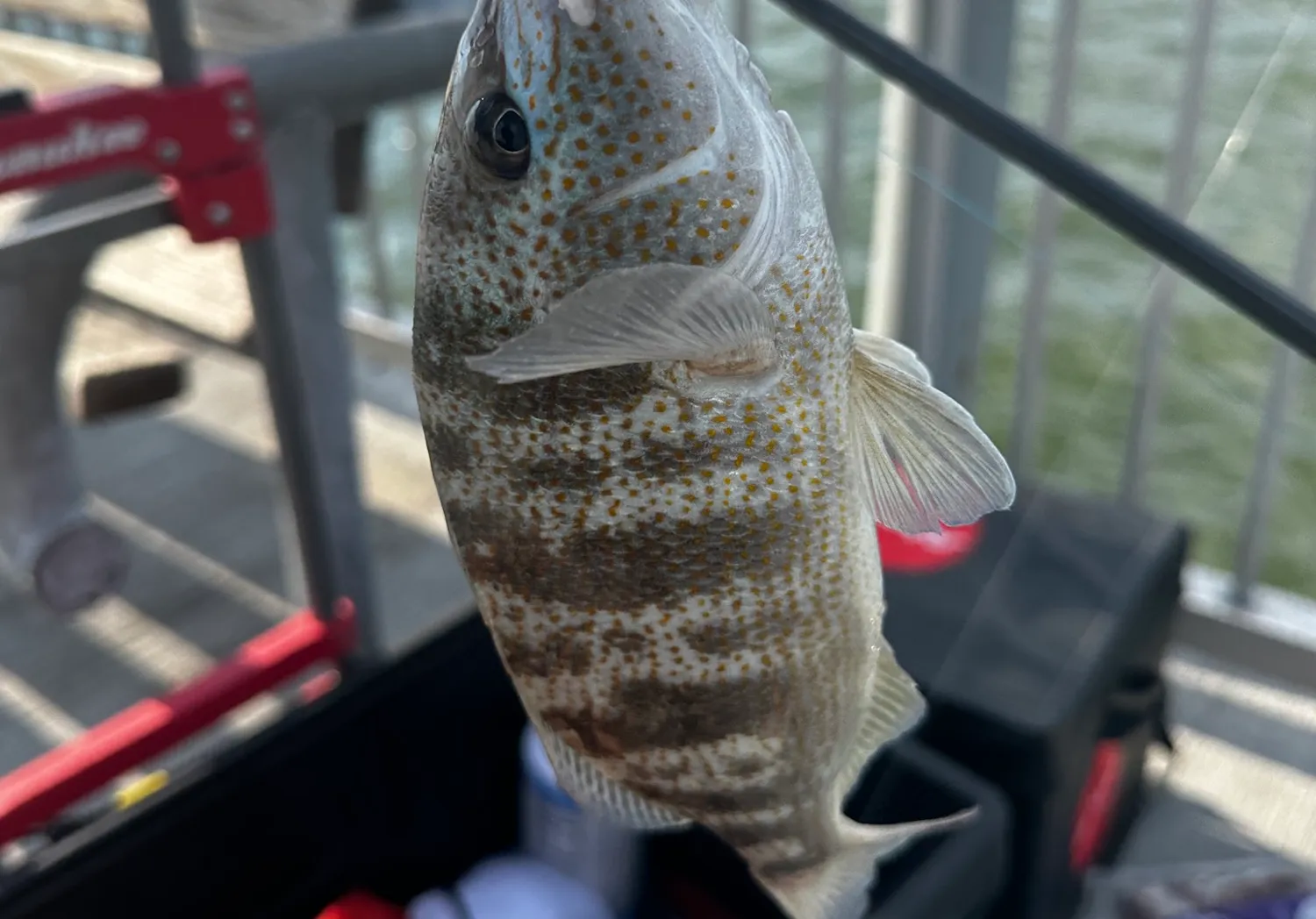 Western striped grunter