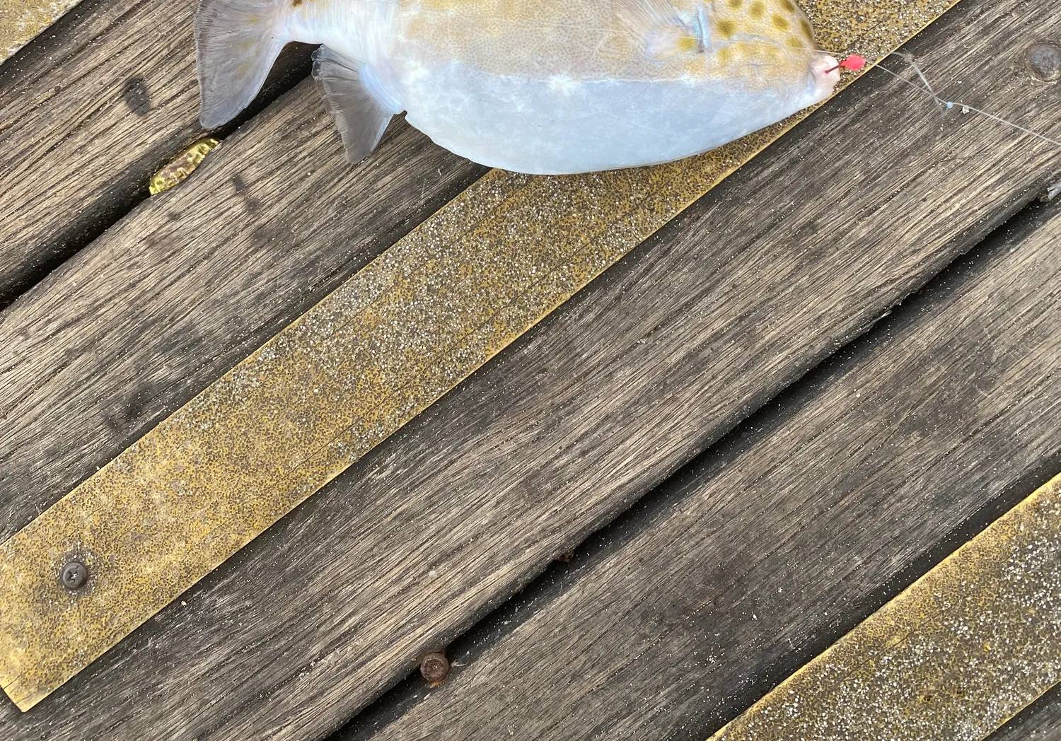 Western smooth boxfish