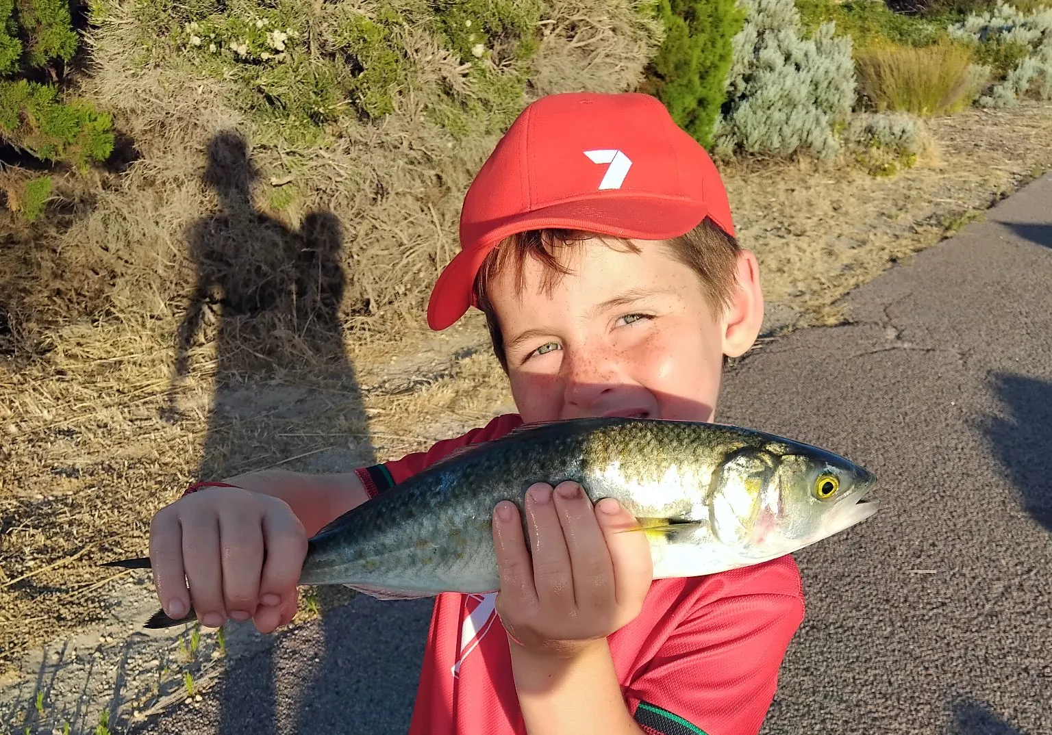 Western Australian salmon