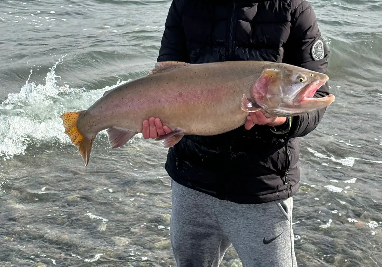 Lahontan cutthroat trout