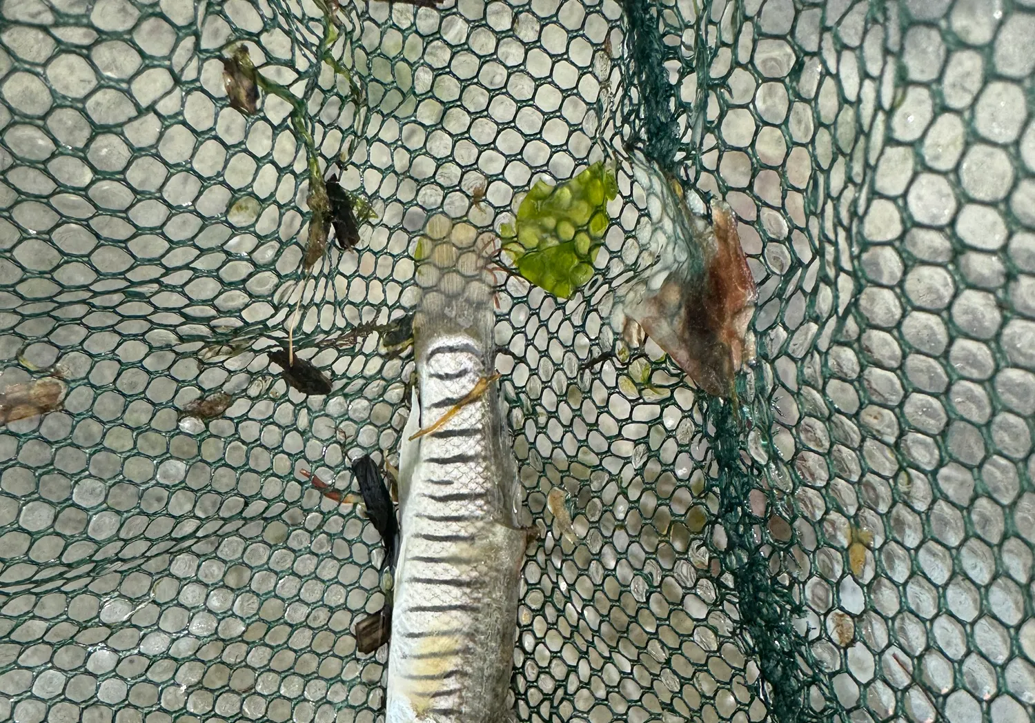 Striped killifish