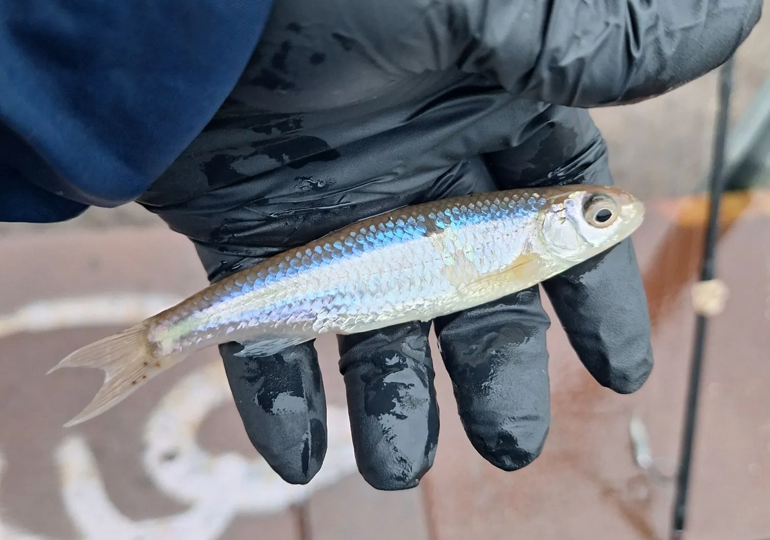 Pacific rainbow smelt