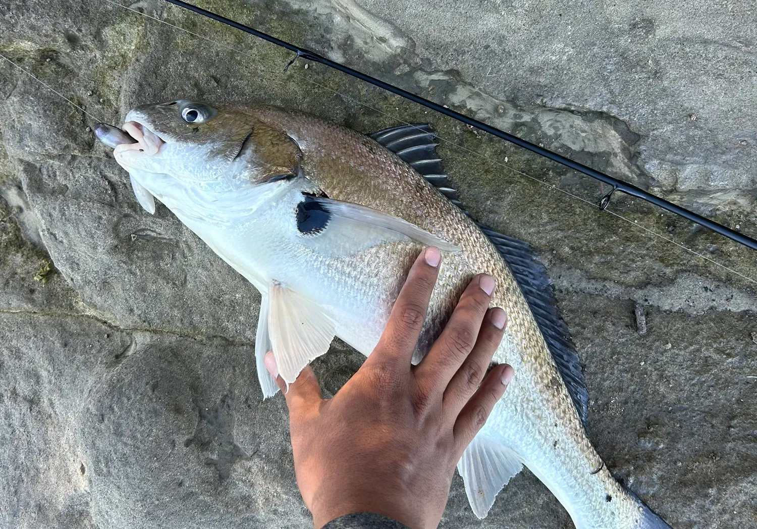 Spotfin croaker