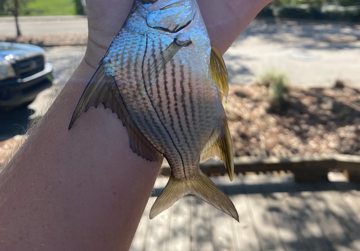 Striped mojarra