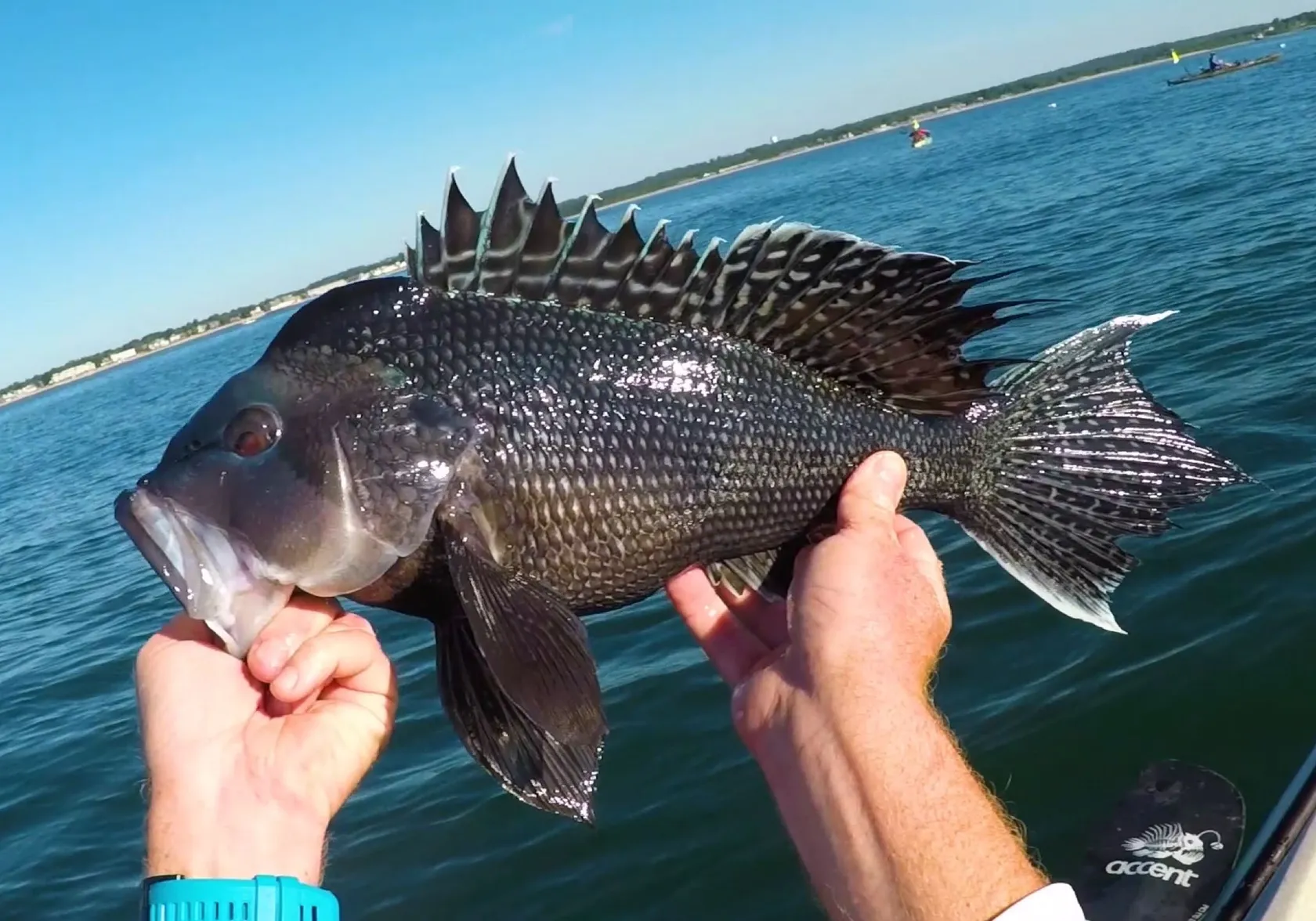 Black sea bass