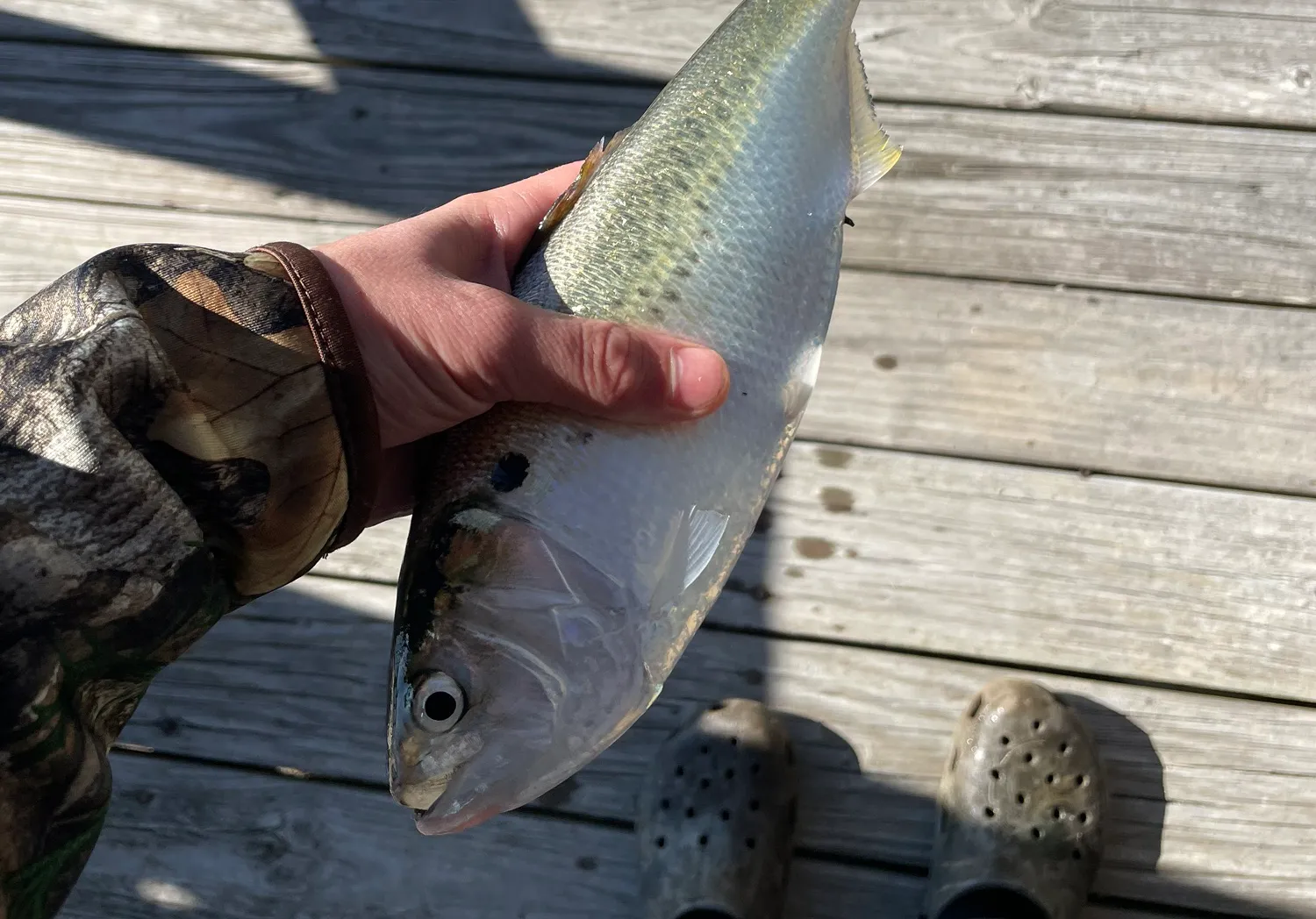 Yellowfin menhaden