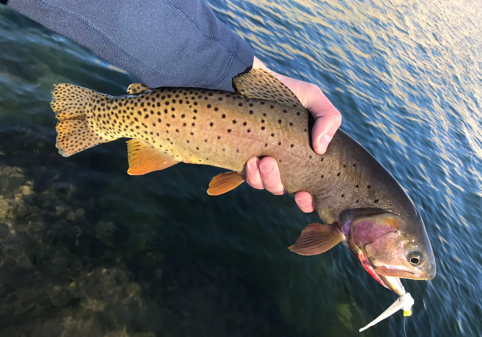 Yellowstone cutthroat trout