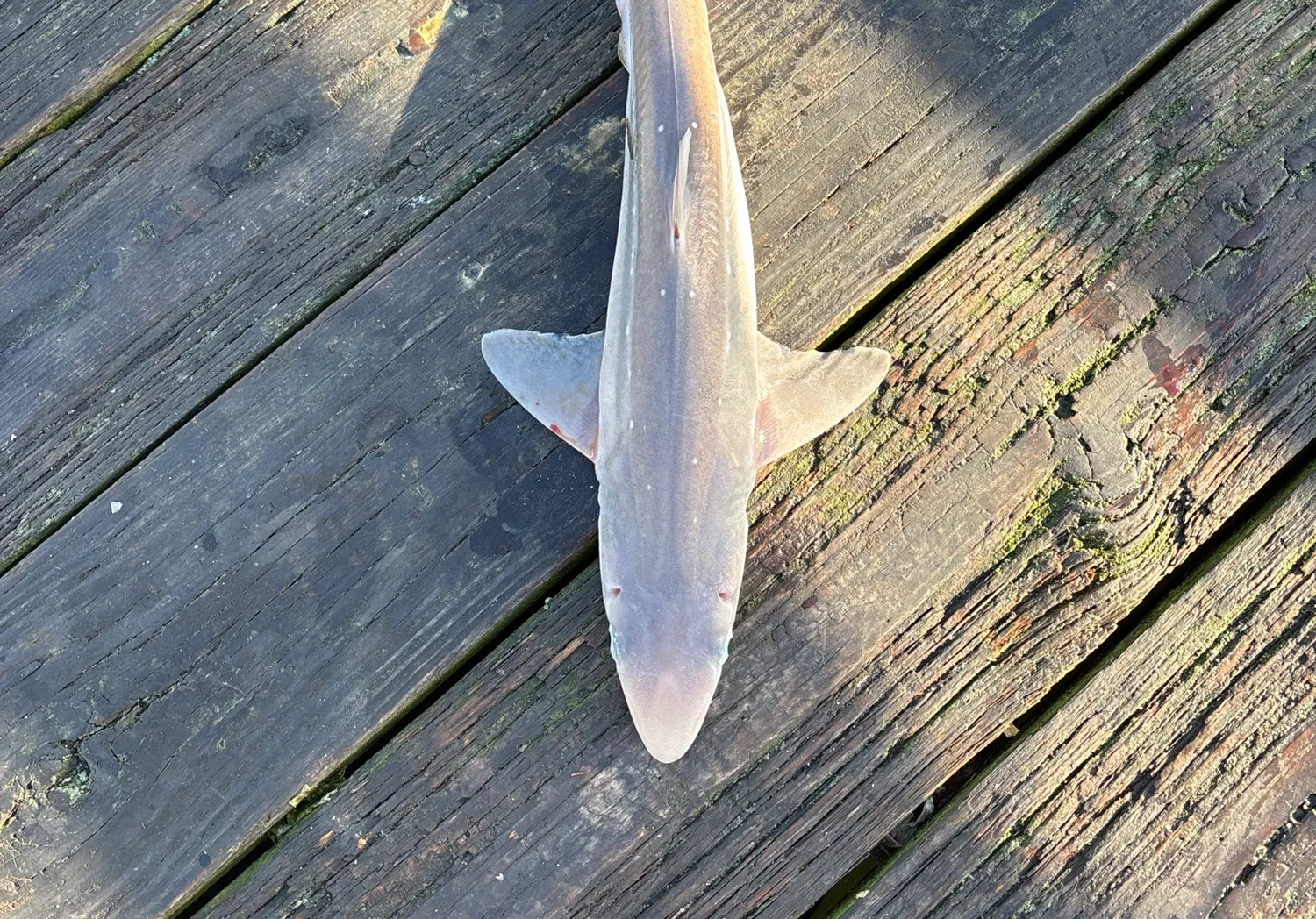 Piked dogfish