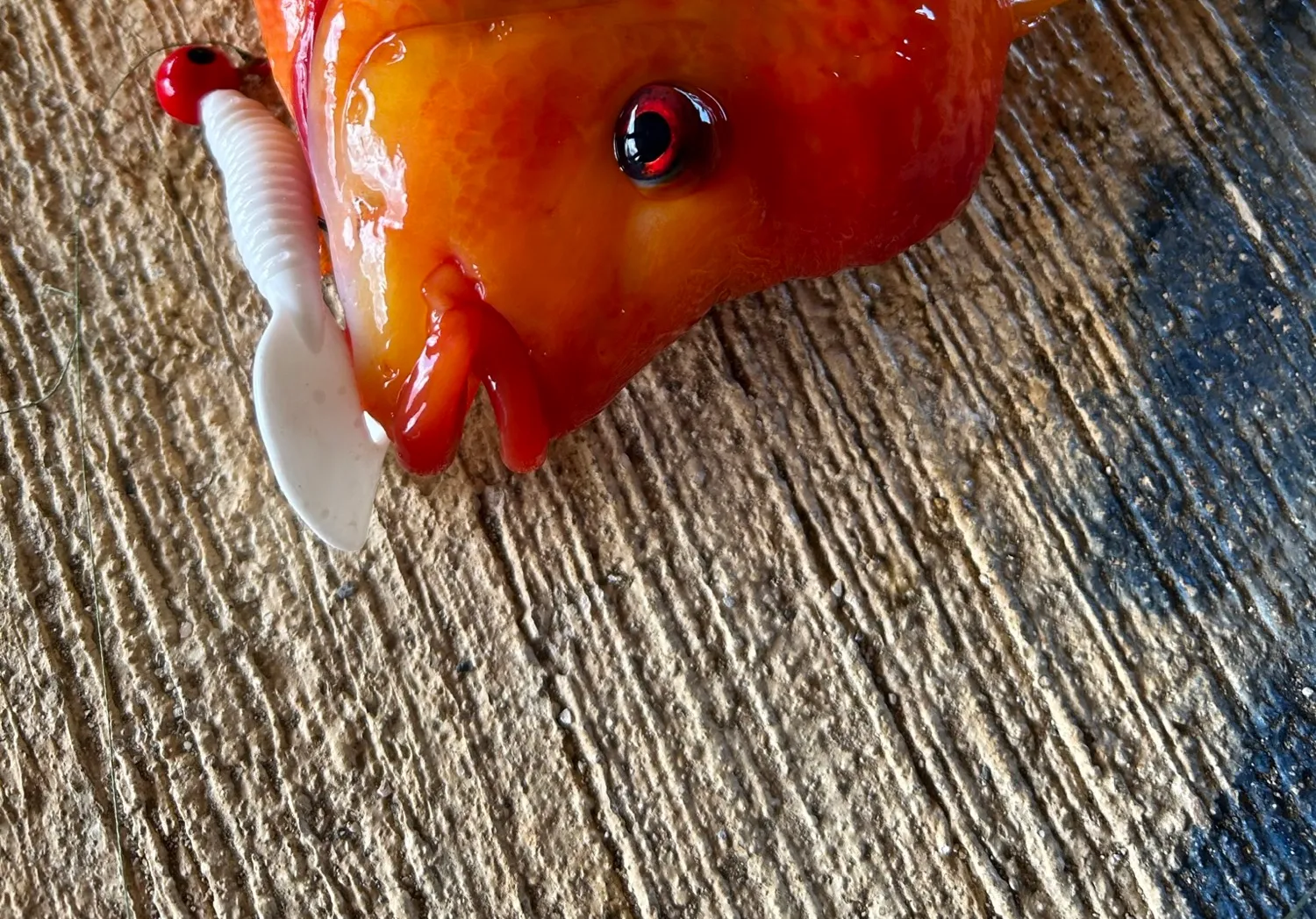 Red devil cichlid