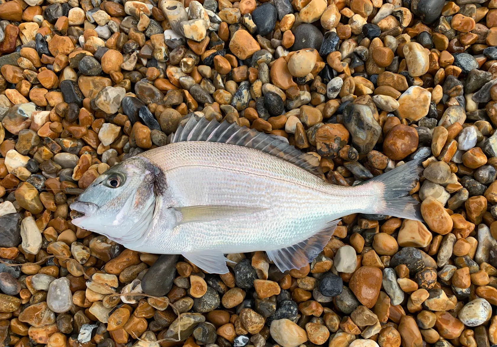 Gilthead seabream